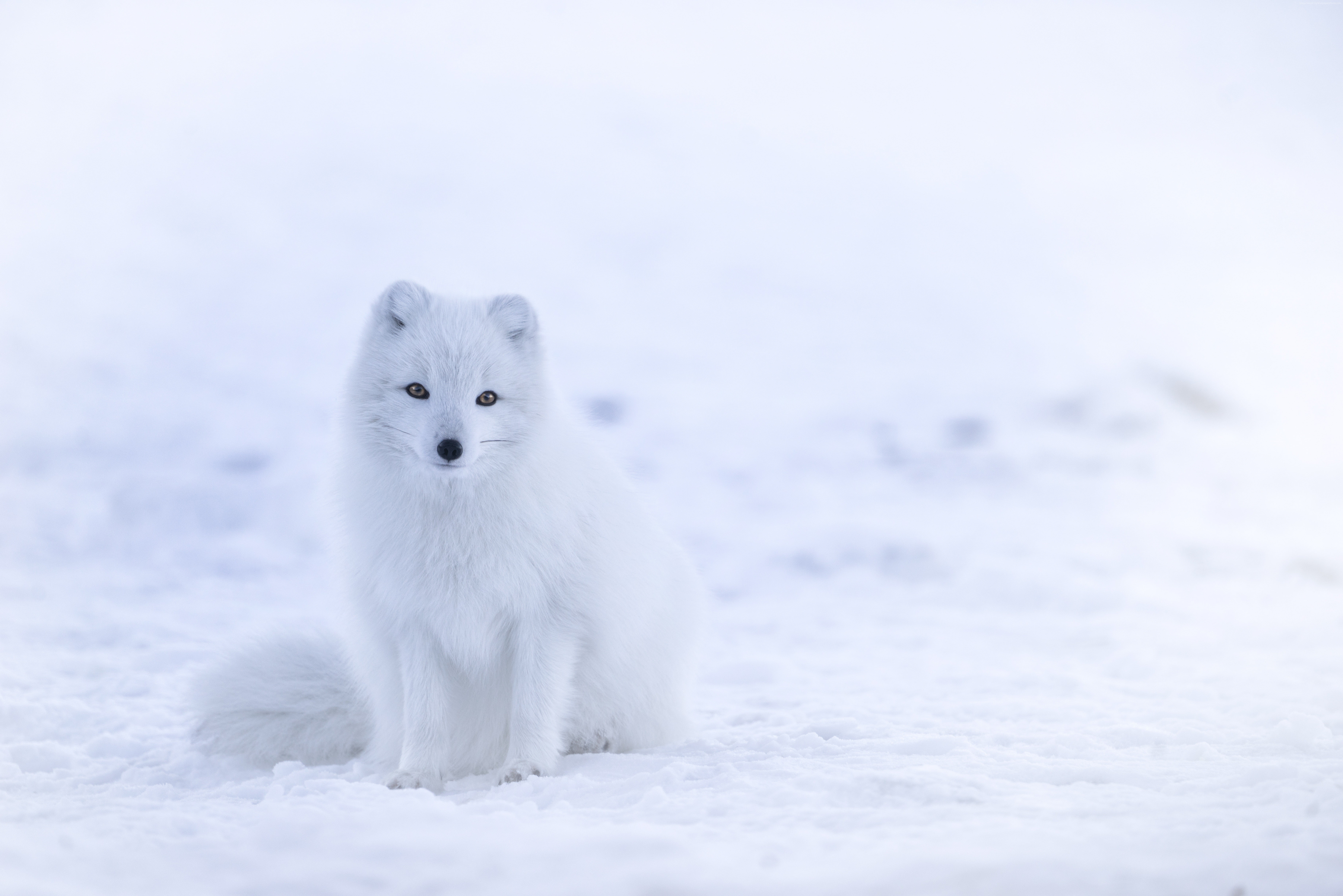 cute animals white winter arctic fox snow 2k 4k 5k