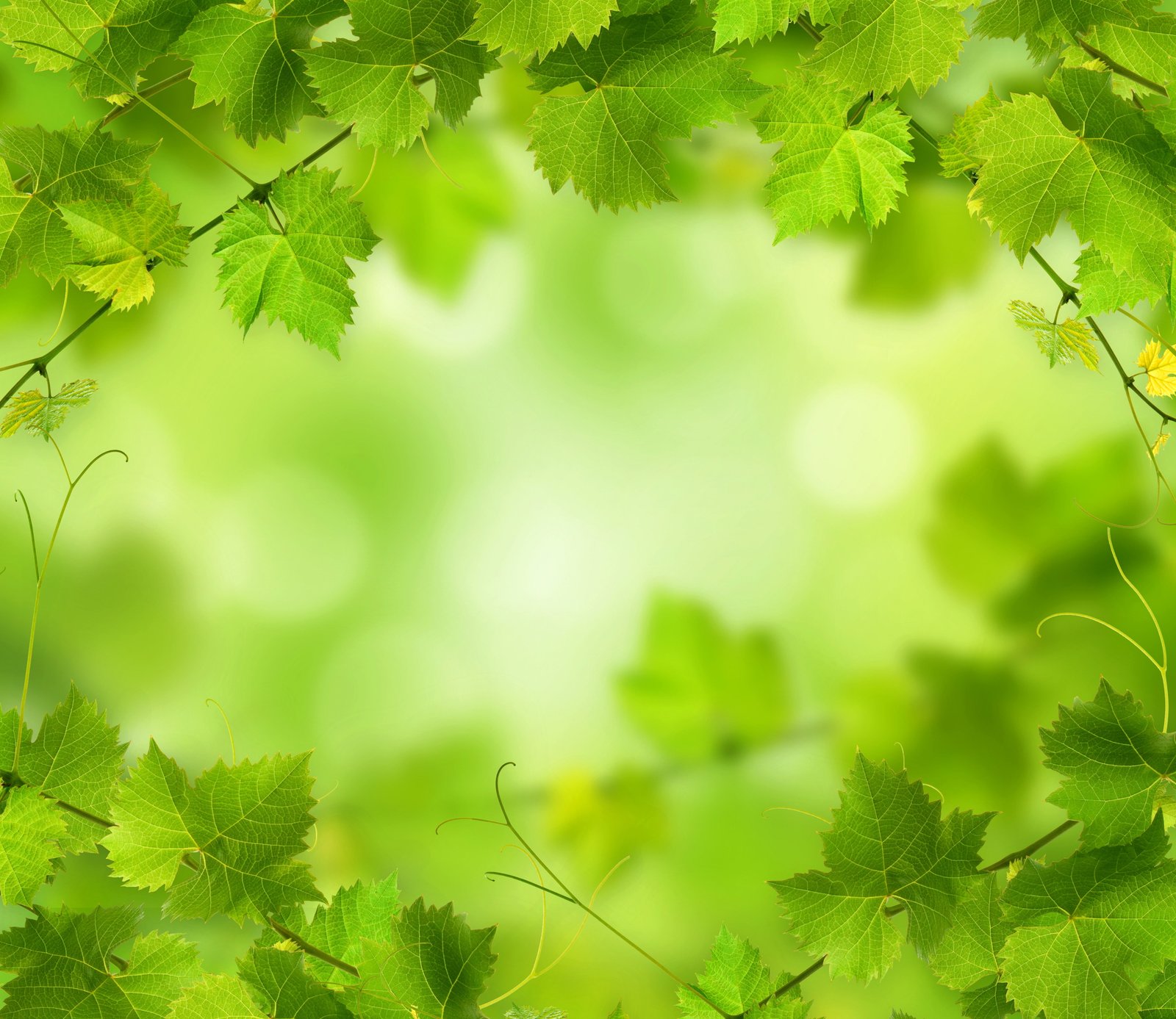 foliage green nature 2k 4k 5k