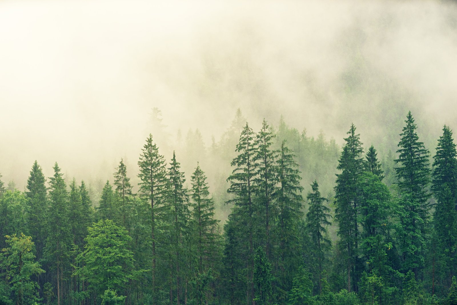 misty morning forest green mountain nature tall rain 2k 4k 5k