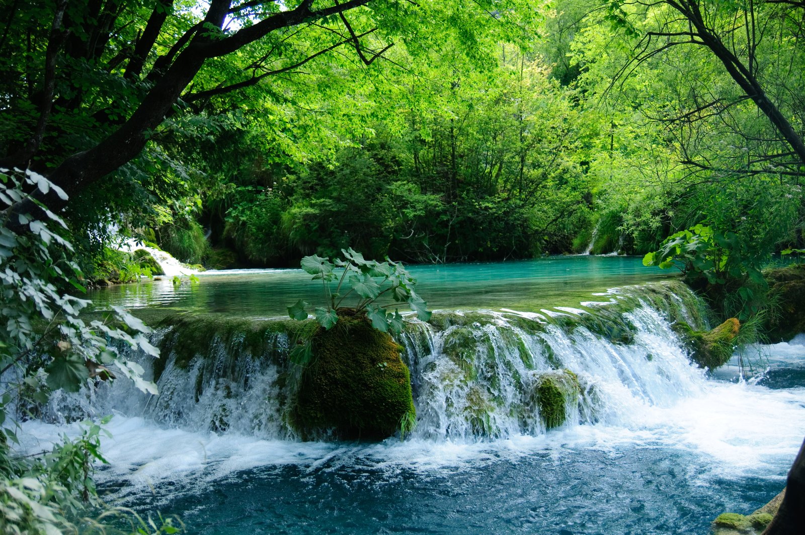 photo of green leaf plant near waterfall ACA Plitvice Lake 2k 4k