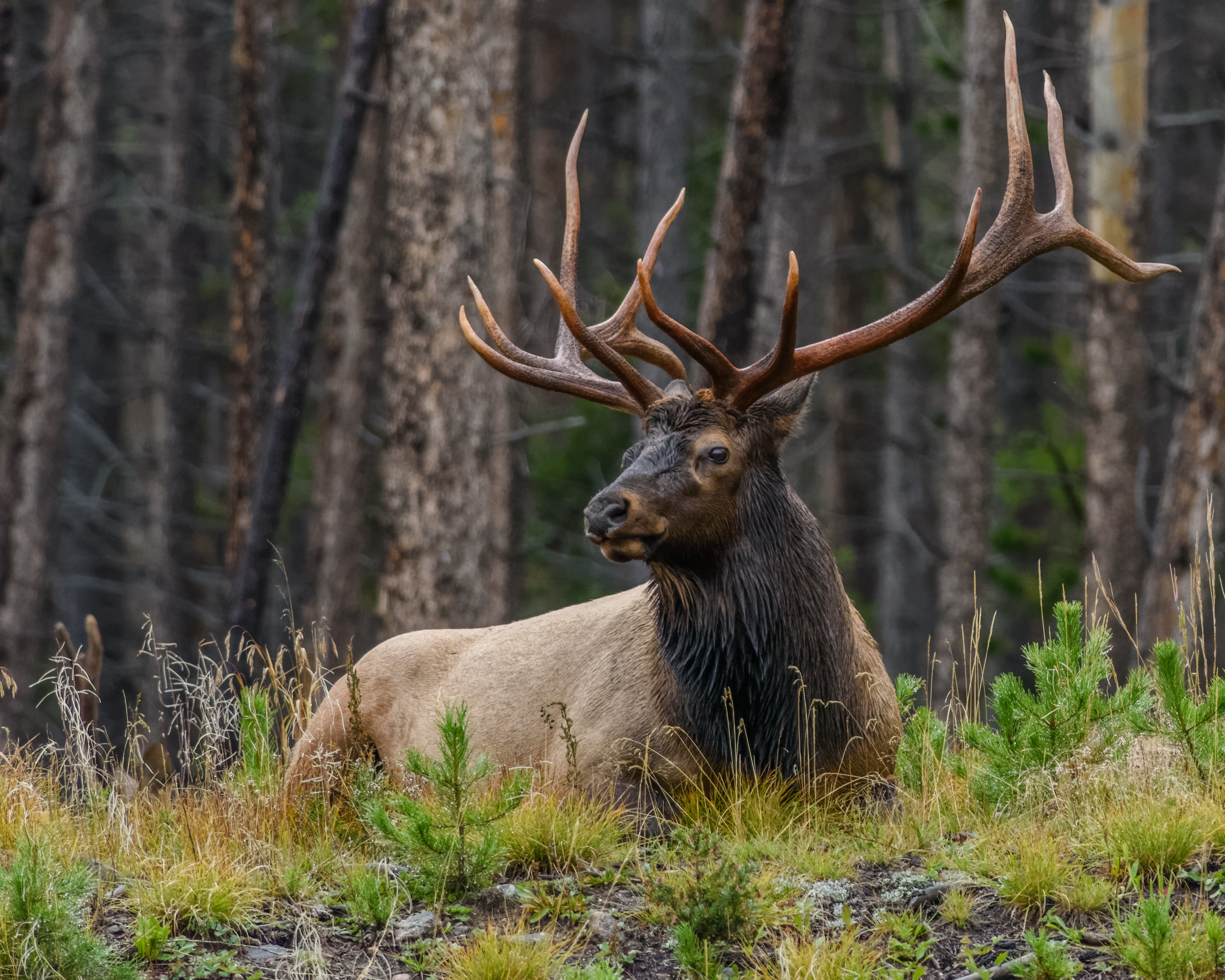 photo of a buck lying on green grass field Bull 12 point Animal 2k 4k 5k