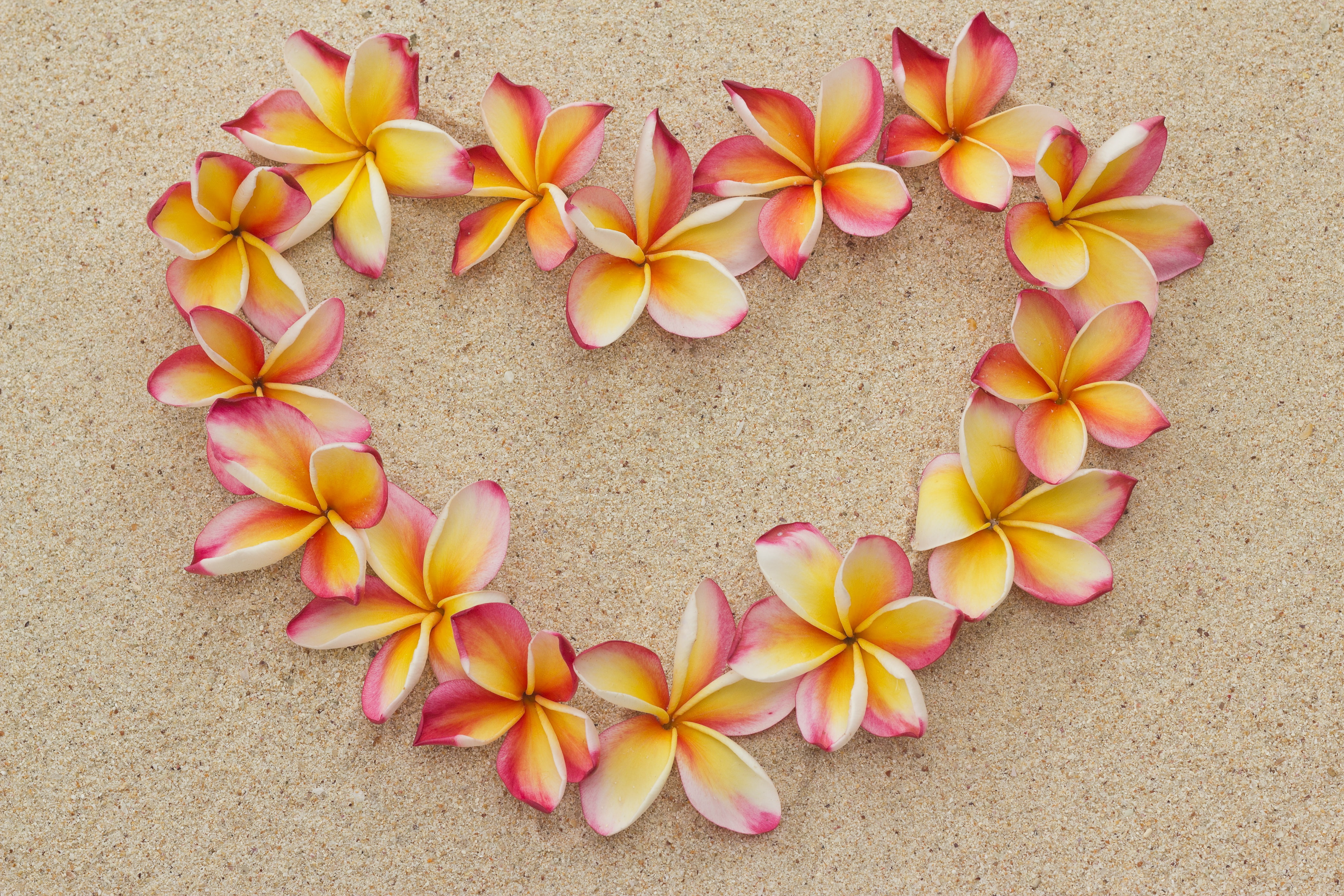 sand beach flowers heart love romantic plumeria floral 2k 4k