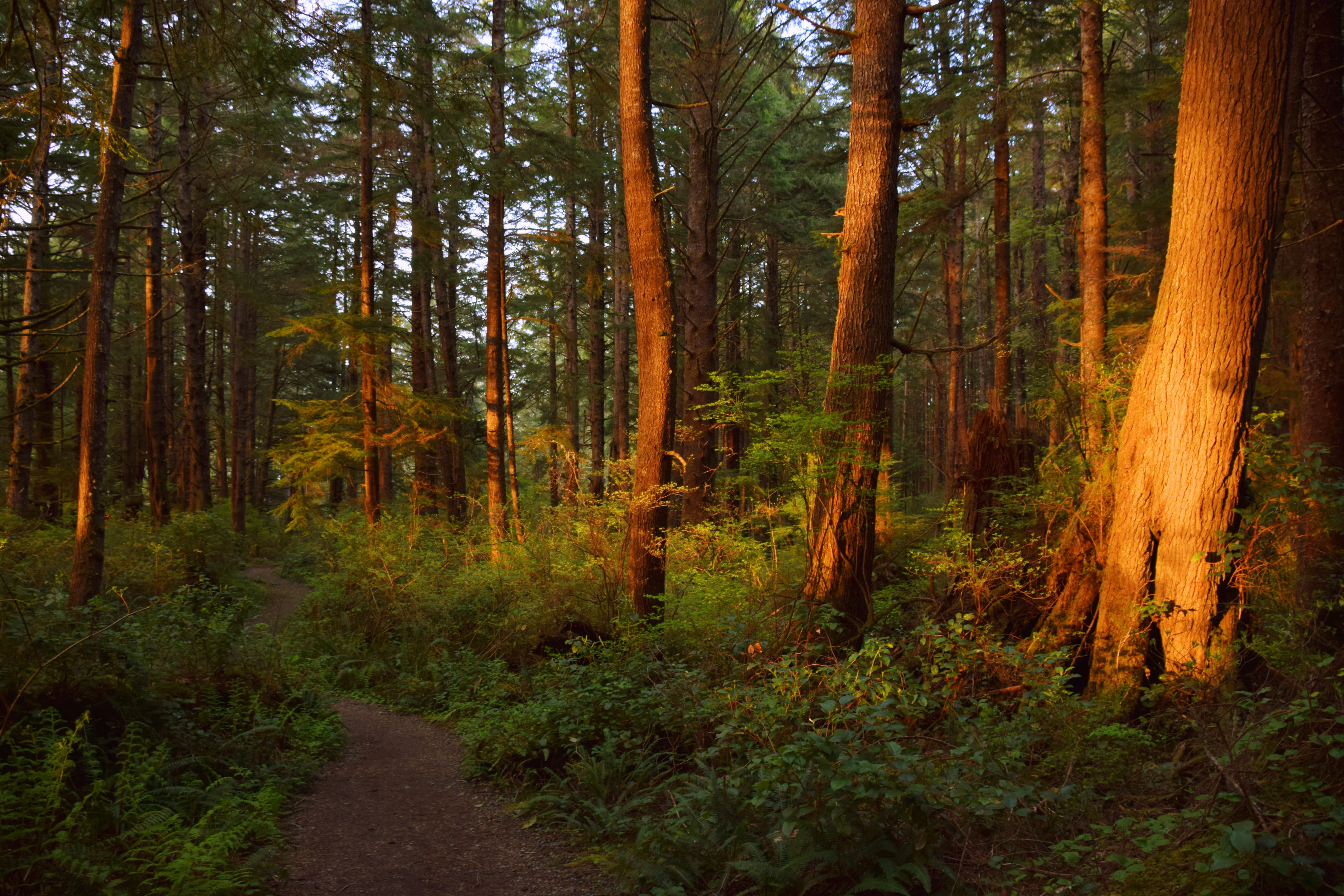 united states la push trees forest woodland forestry forks 2k 4k 5k