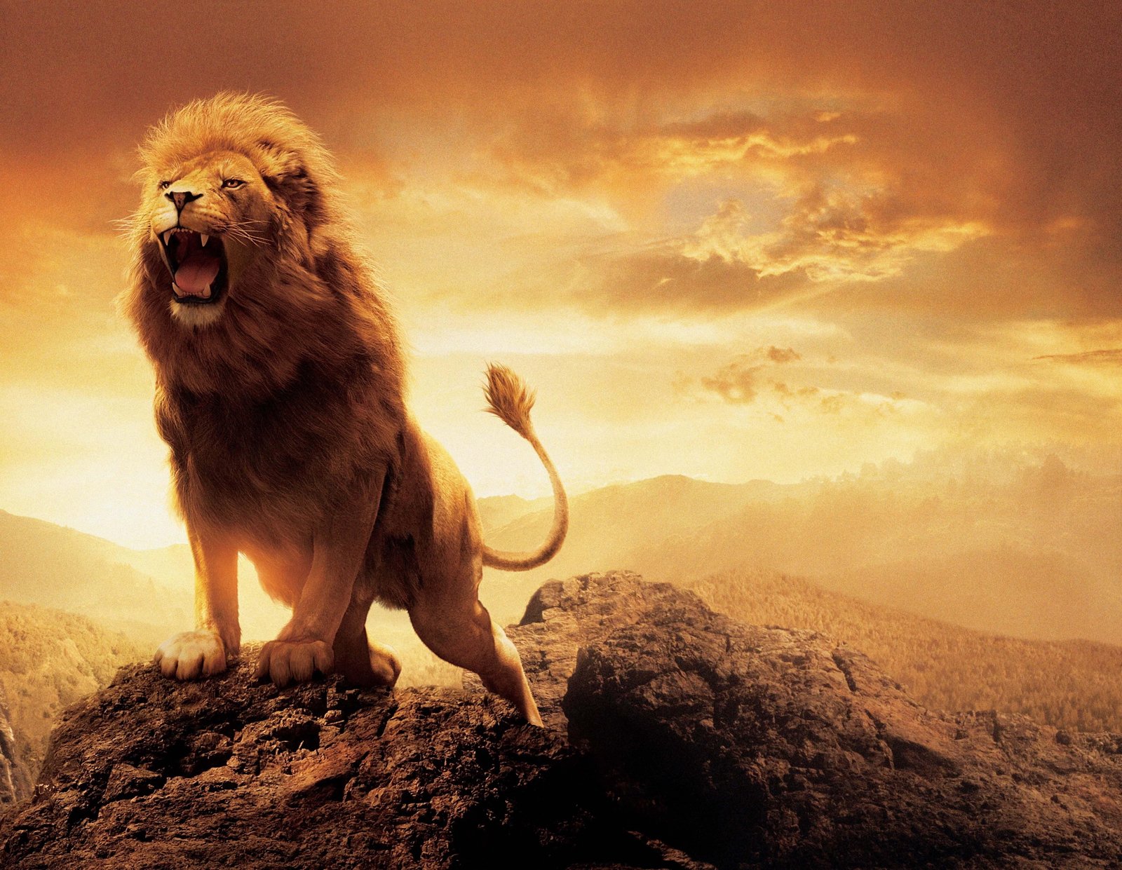 adult lion artwork sky animals animal themes mammal one 2k 4k 5k