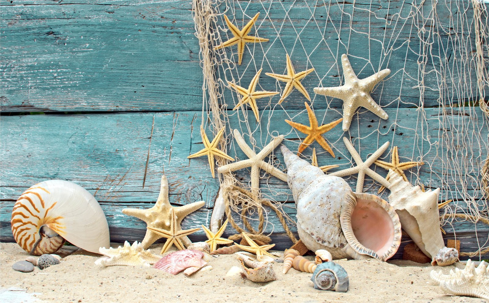assorted shells sand beach tree mesh wood marine stones 2k 4k 5k