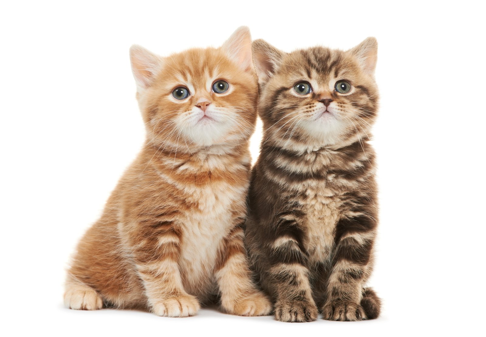 baby kitten HD 2k 4k 5k 8k