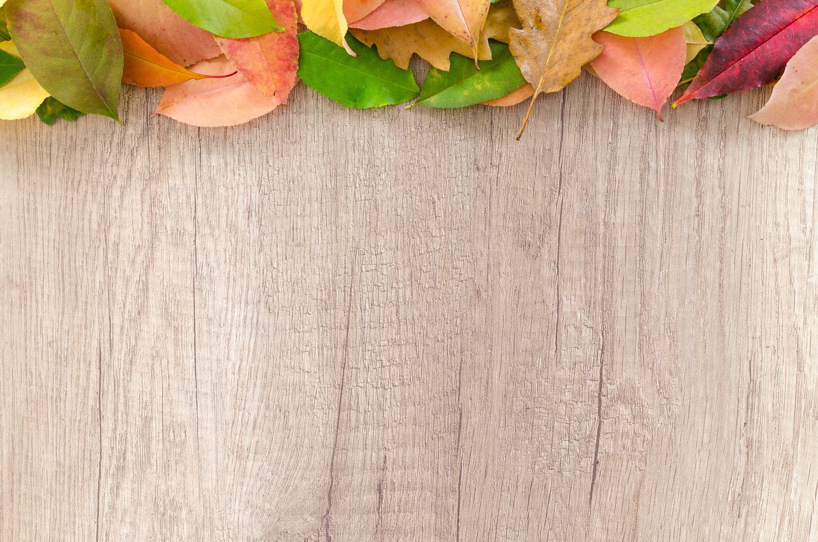 brown wooden surface autumn orange nature red yellow fall 2k 4k 5k