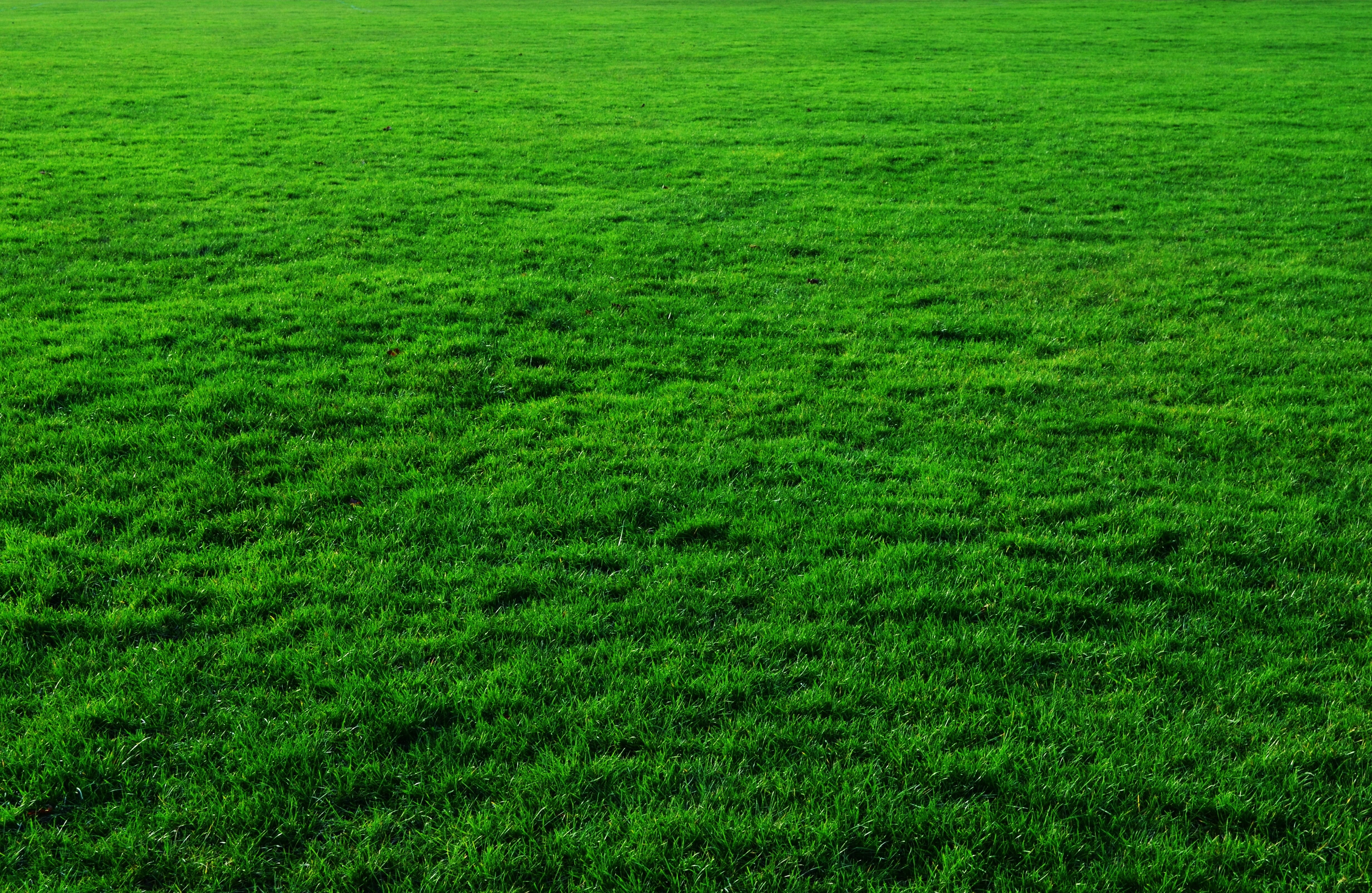 green grass field background lawn greenery 2k 4k 5k