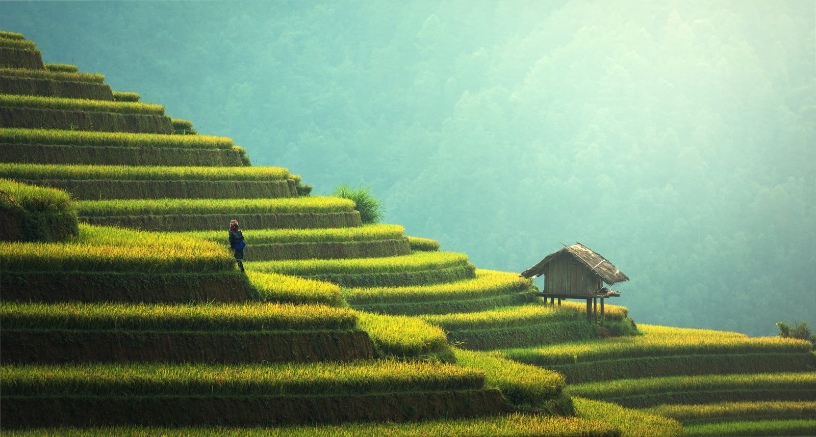 landscape photography of rice terraces during daytime brown house 2k 4k 5k