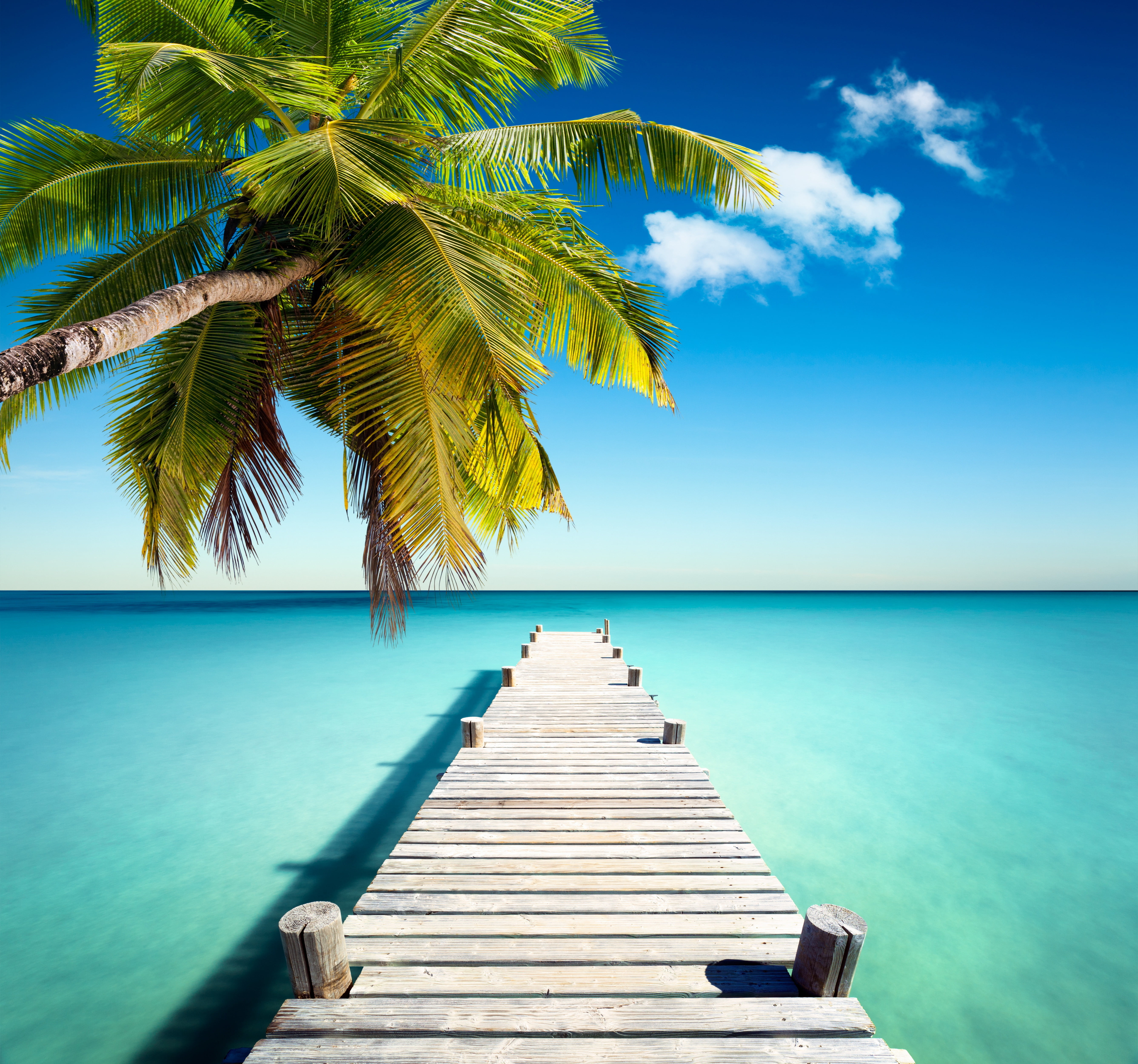 palm tree and brown wooden dock sand sea beach the sun tropics 2k 4k 5k
