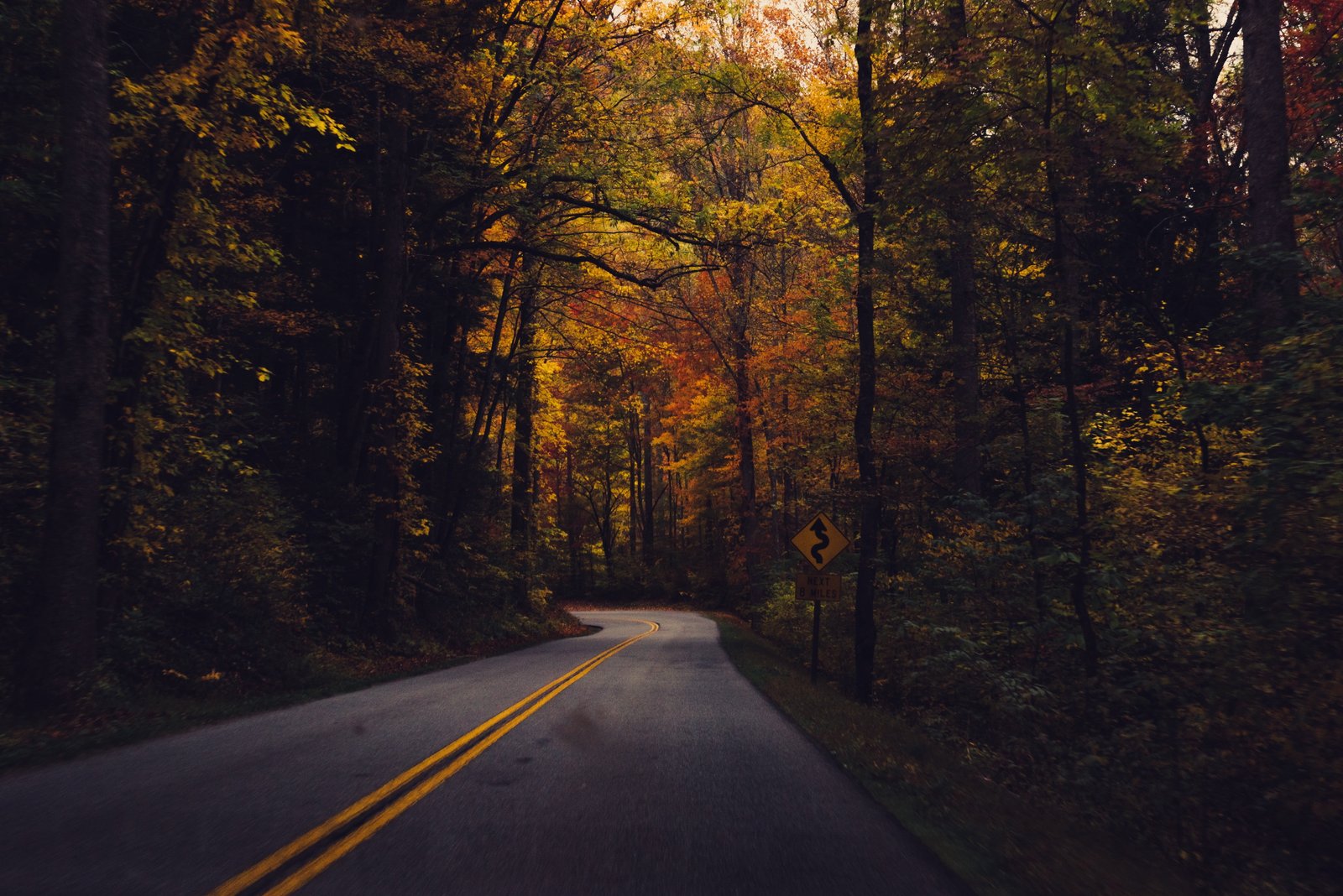 road between trees concrete pavement surrounded by fall 2k 4k 5k