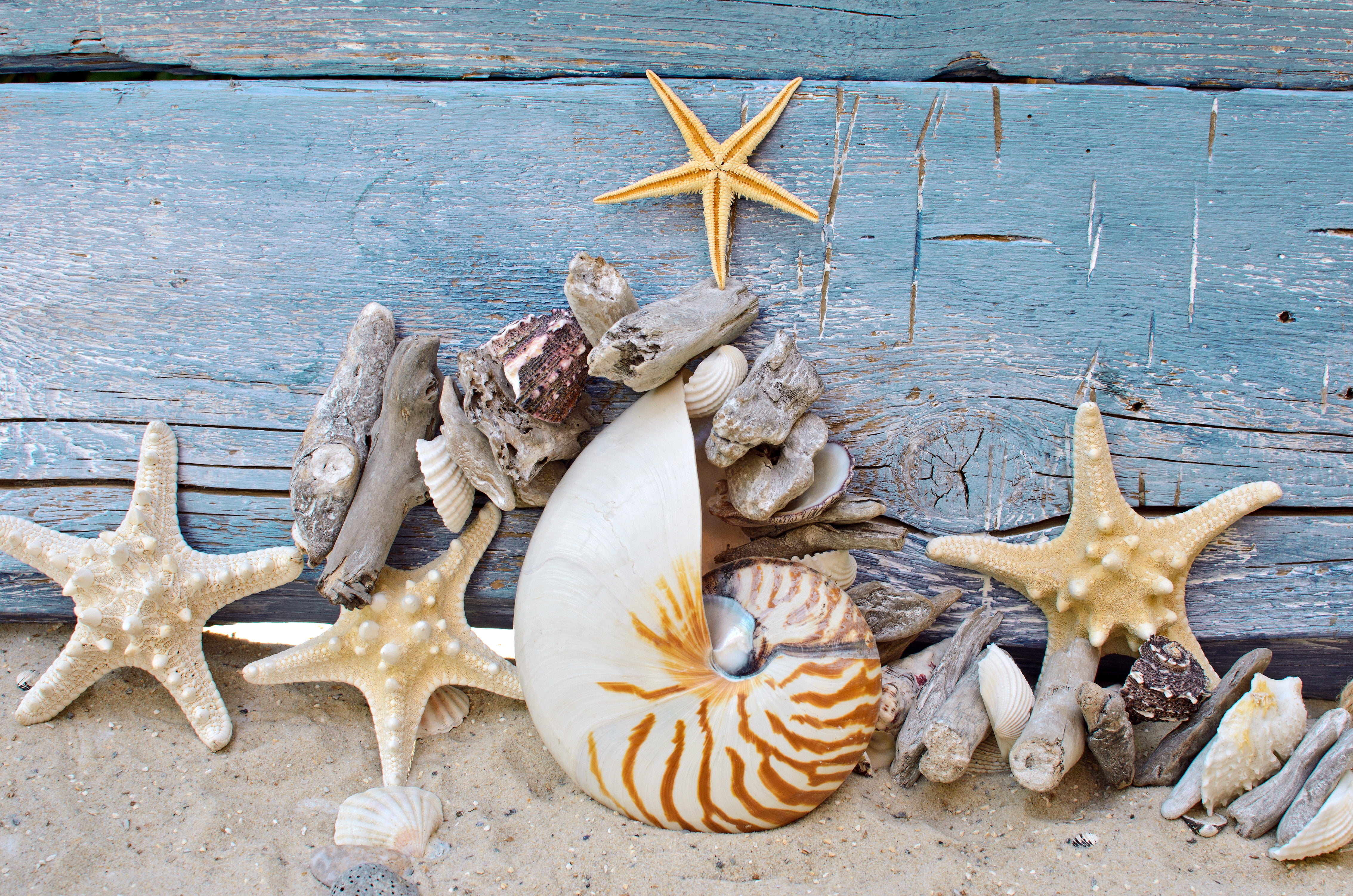 white and brown conch shell sand beach tree wood marine 2k 4k 5k