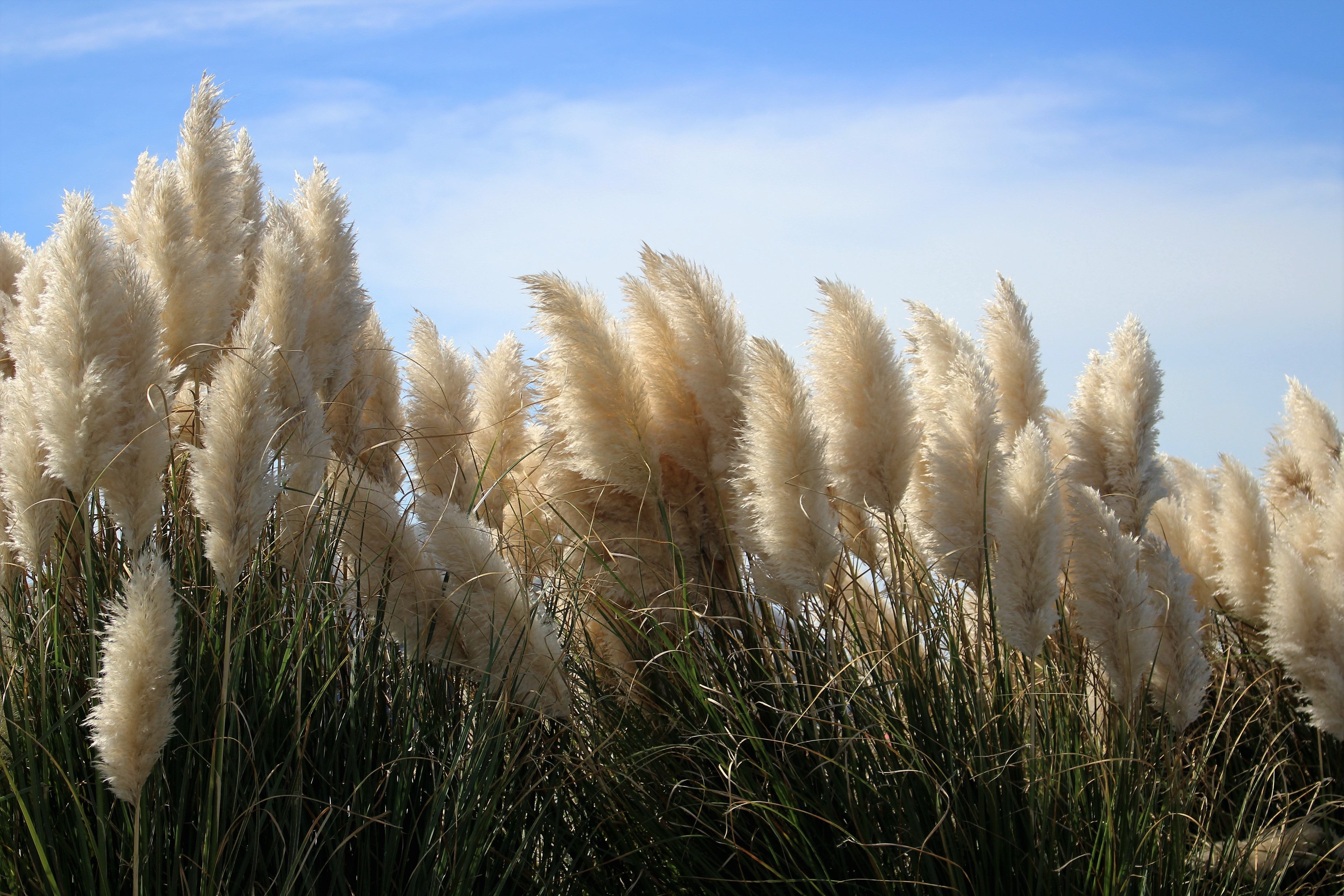 white dandelions photography hatteras grass pampas ocean 2k 4k 5k