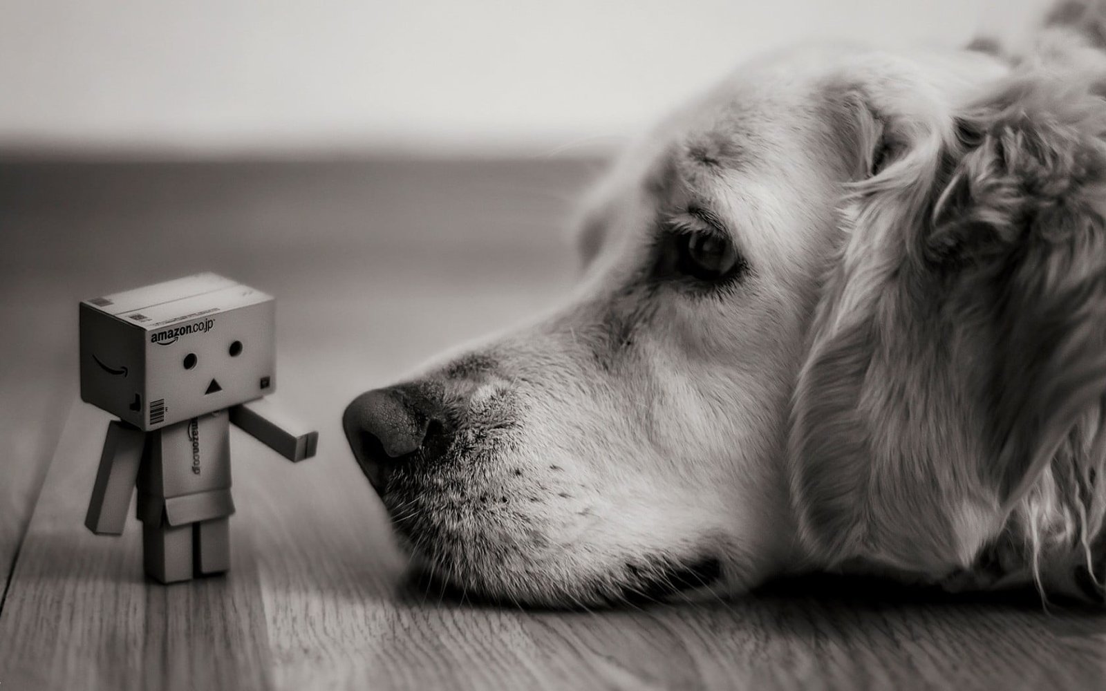 adult golden labrador Labrador retriever leaning on floor near robot toy 2k