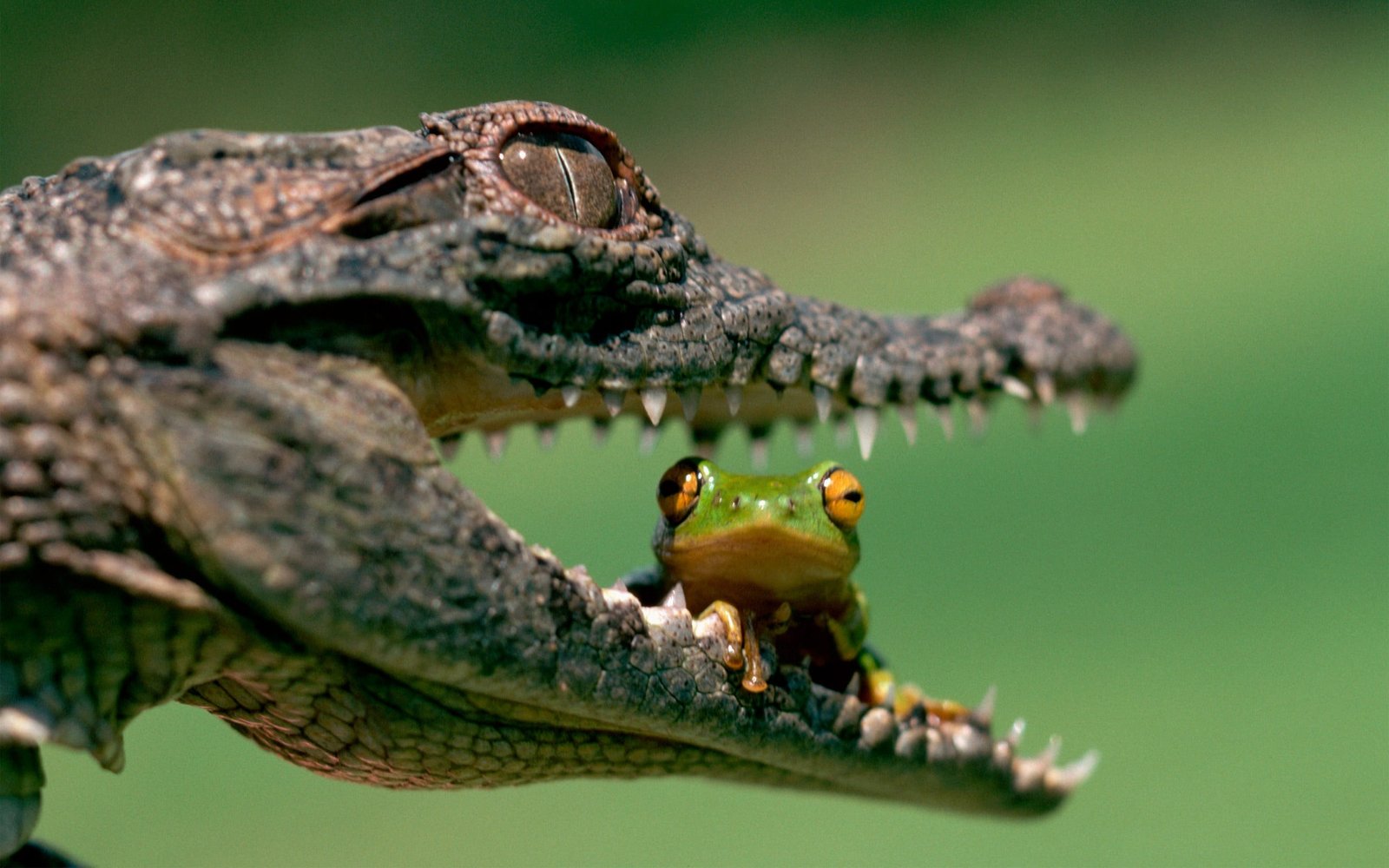 alligator and frog green tree sitting on s mouth 2k