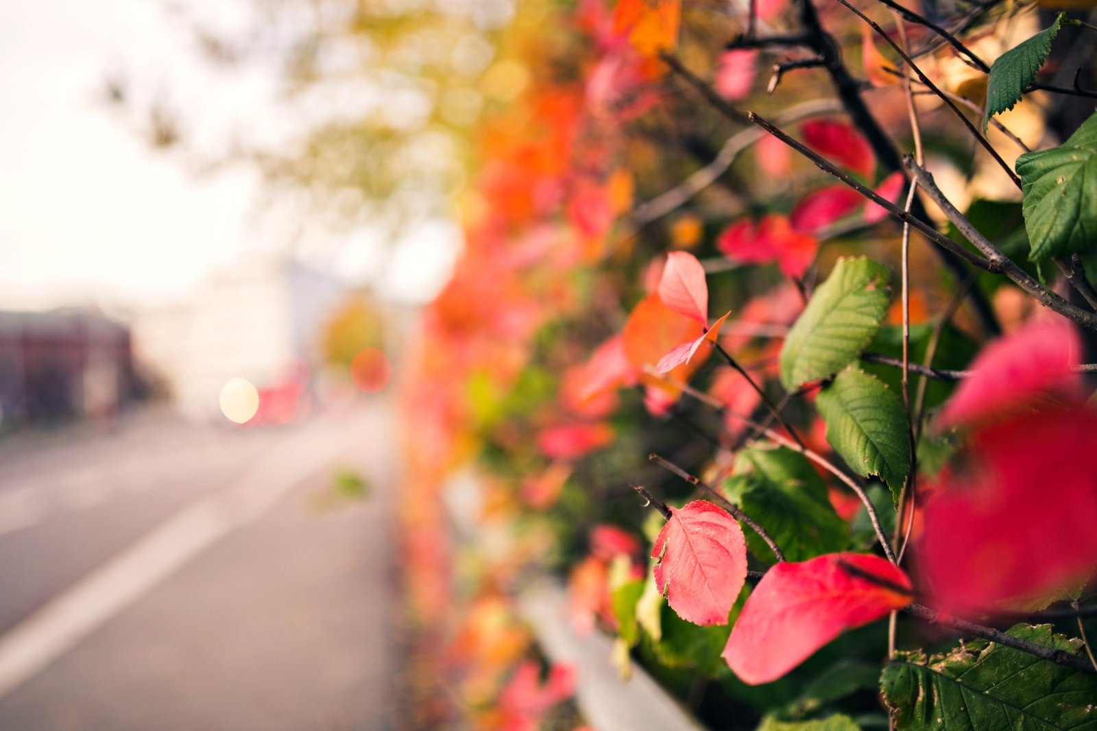 autumn leaves macro branches red green background tree 2k