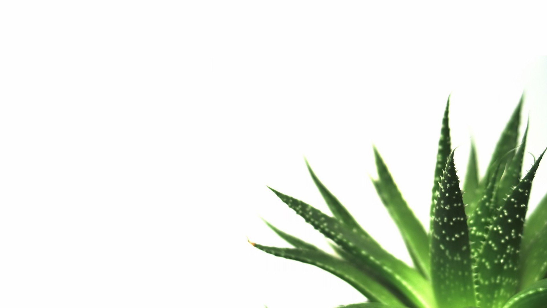 background macro minimalistic nature plants Simple succulents 2k