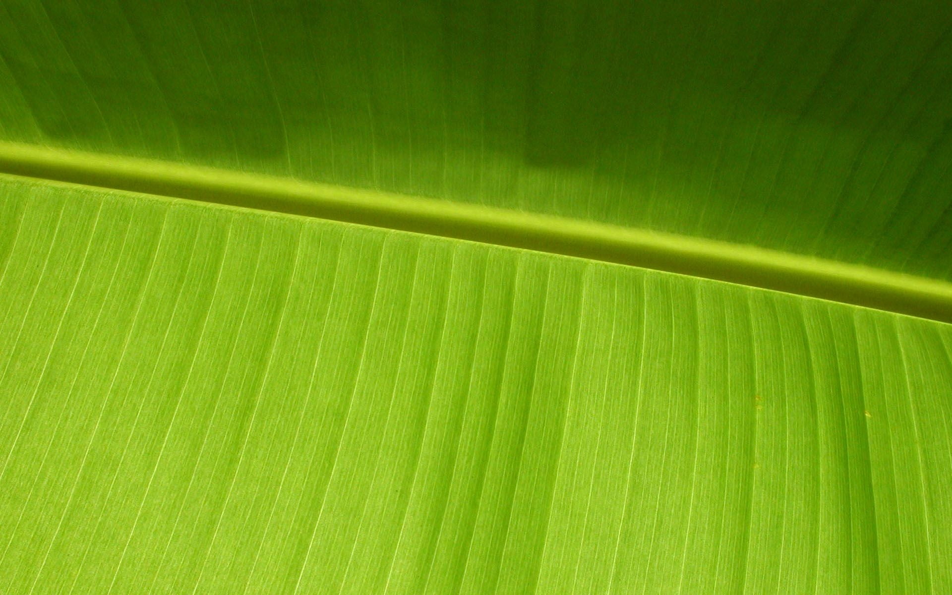 banana leaf macro plants green color plant part backgrounds 2k