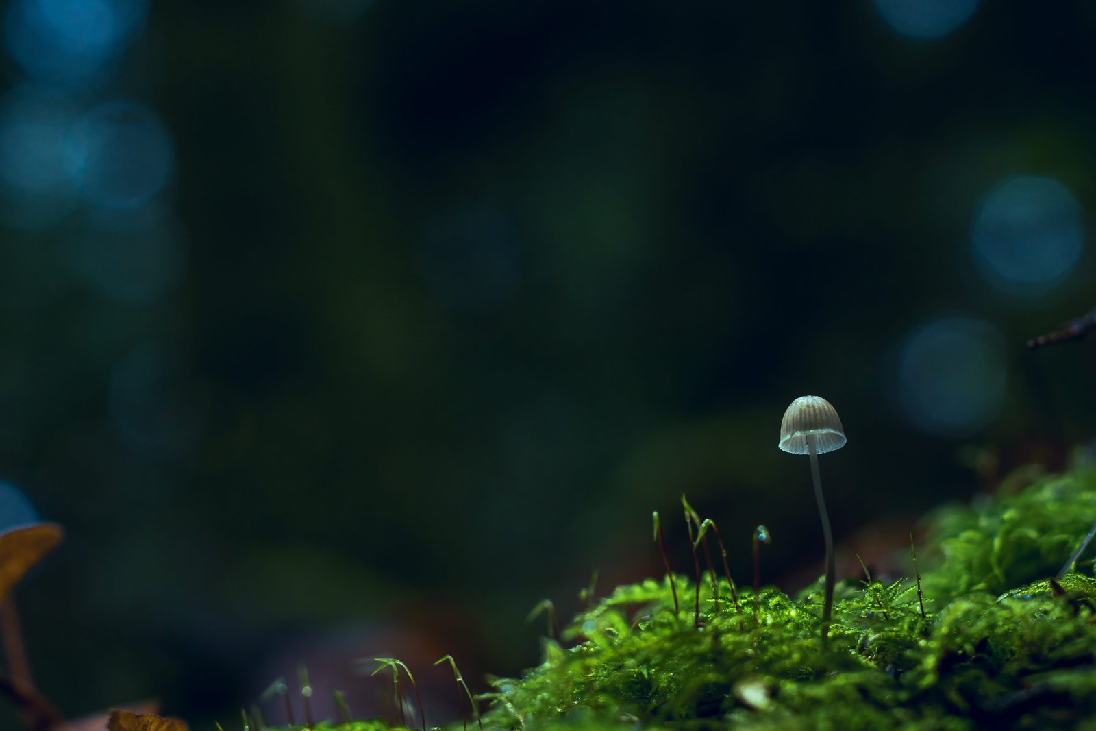 Beige Mushroom Selective focus Photography blurred background 2k 4k 5k