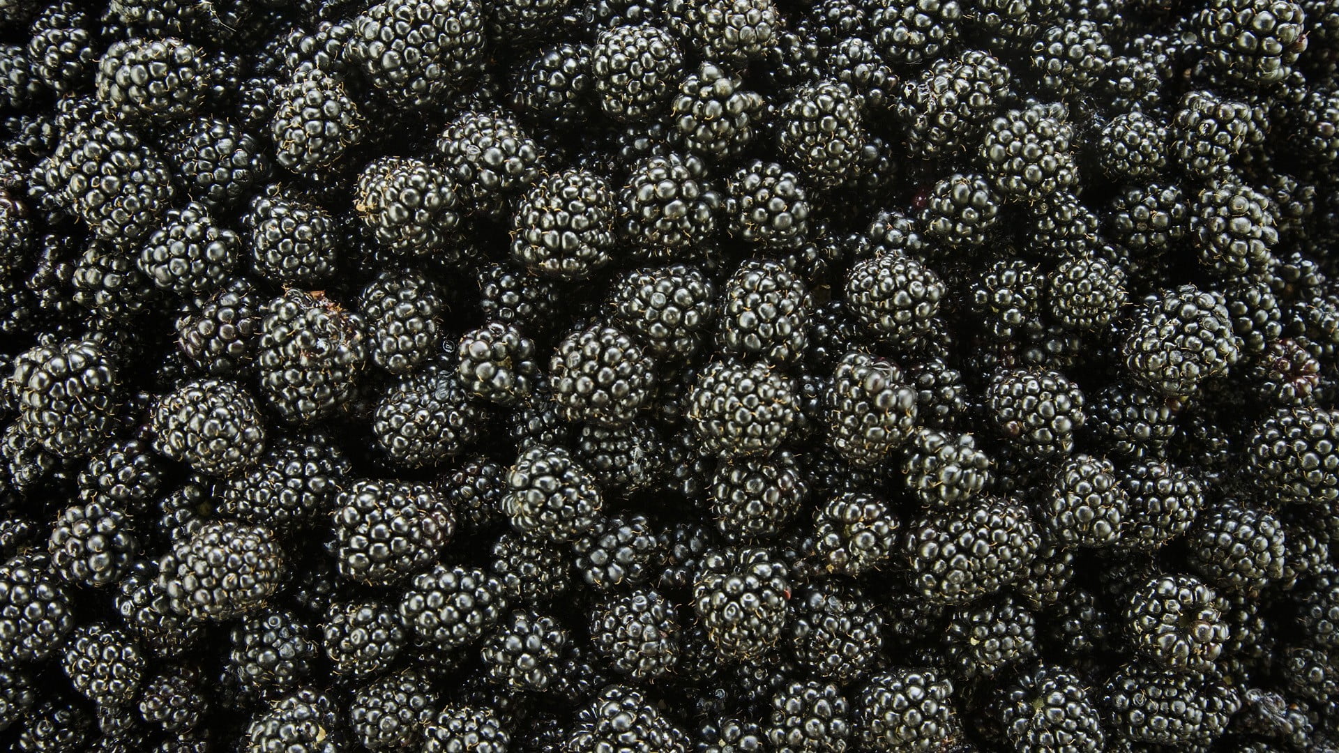 black berries food plants fruit blackberries macro healthy eating 2k