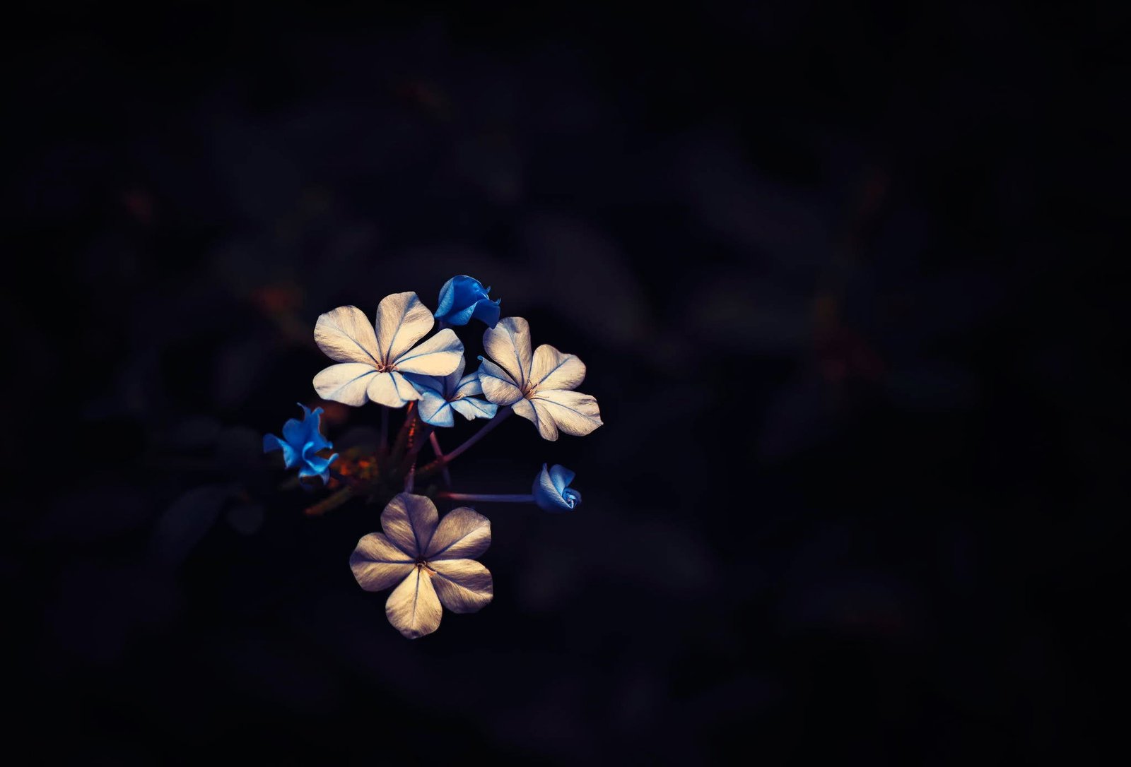 blue and white flowers illustration plants macro black flowering plant 2k