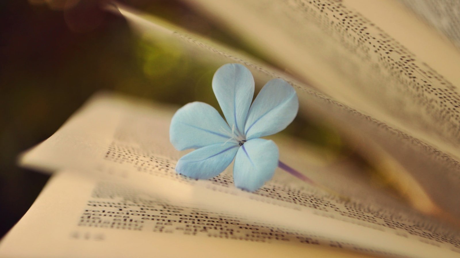 blue leadwort flower books macro flowers close up 2k