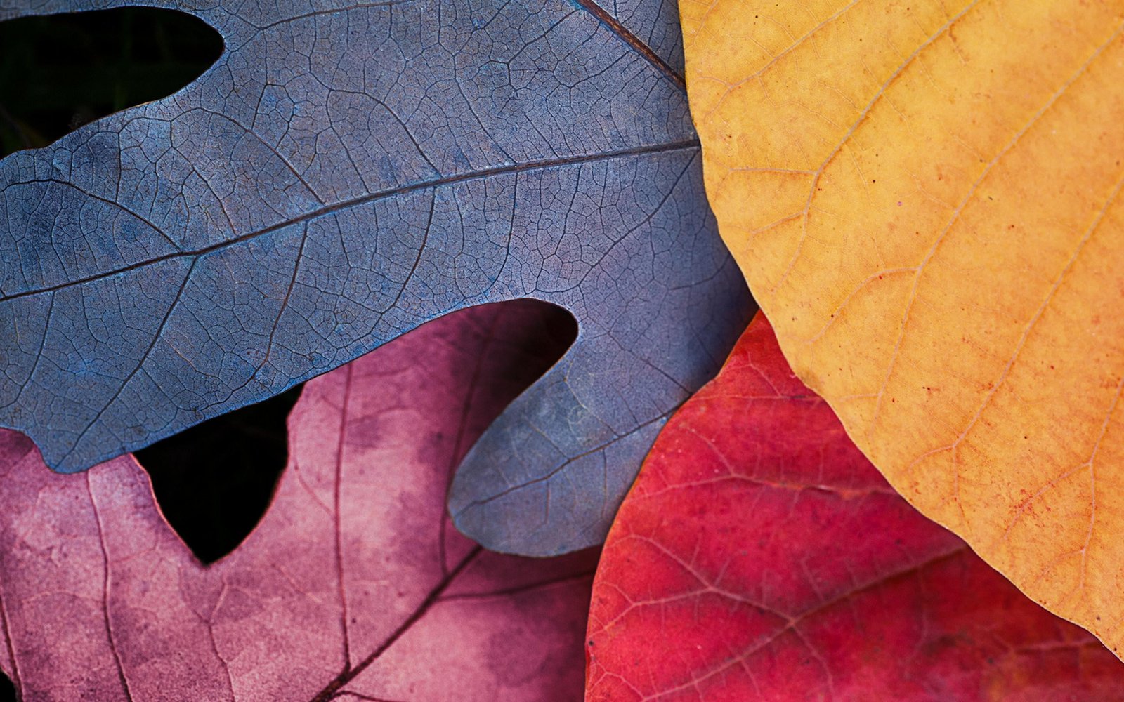 blue red and yellow leaves colorful macro simple leaf autumn 2k