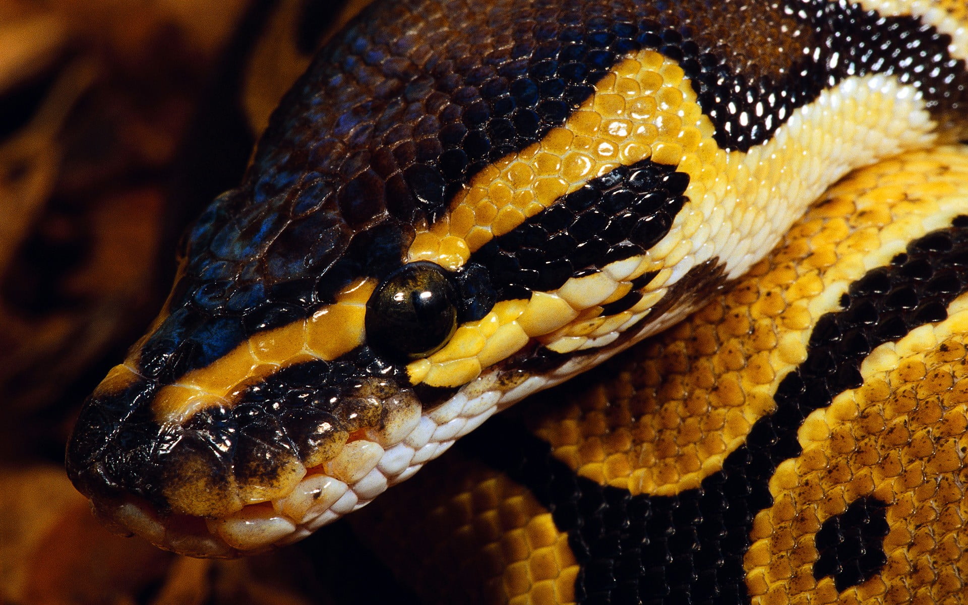 brown Burmese python animals snake nature reptiles macro 2k