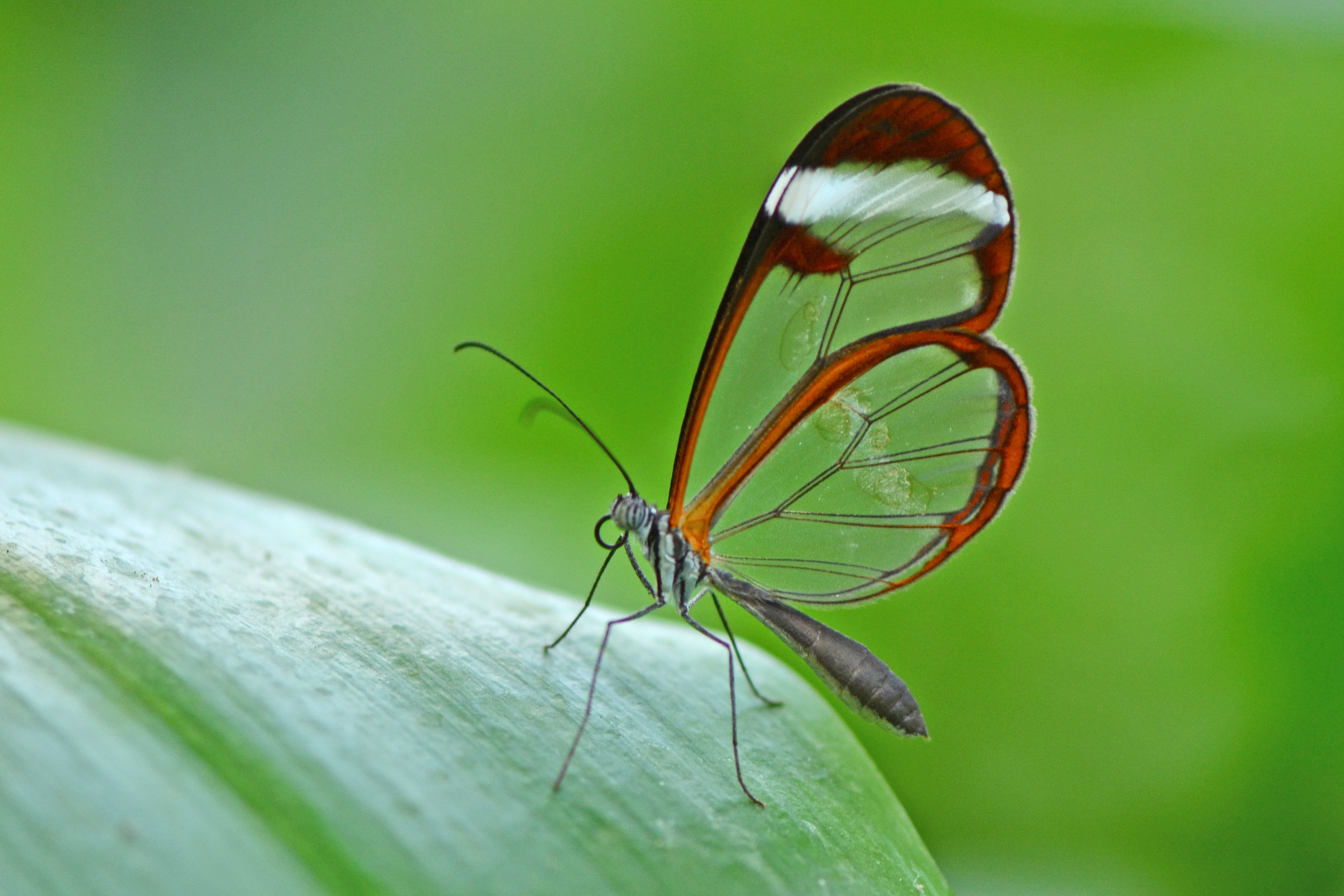 brown glass wing butterfly on leaf macro photography 2k