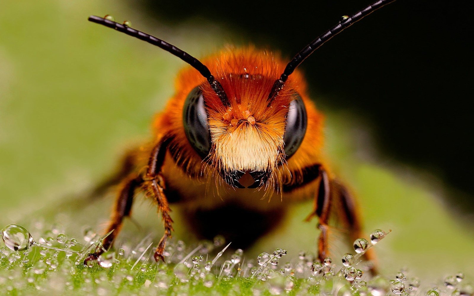 brown honeybee and black bee in closeup photo macro insect 2k