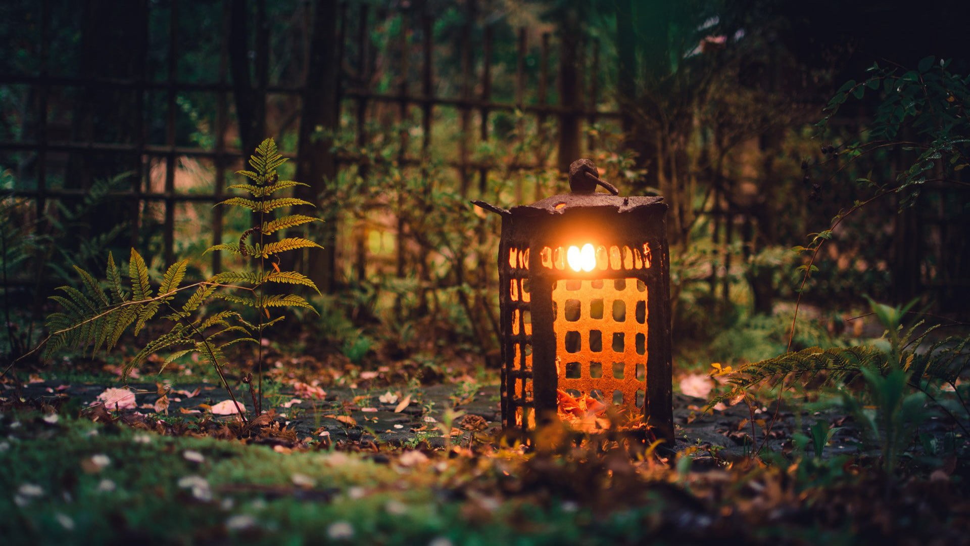 brown lantern lamp photo of surrounded by grass nature 2k