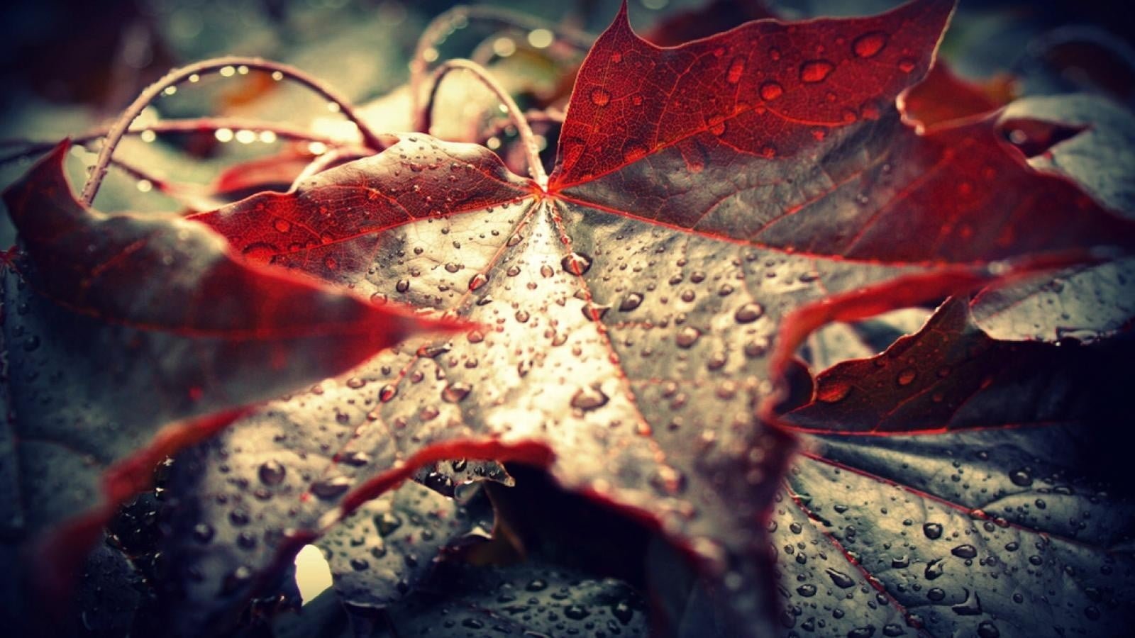 brown leaf plant close shot of maple leaves dew nature 2k