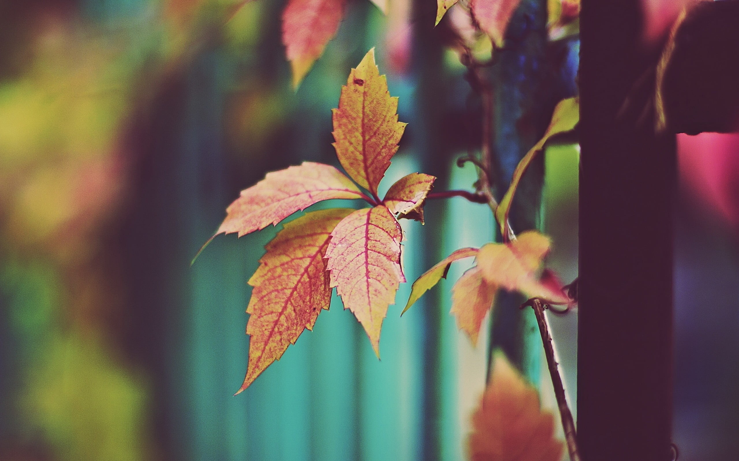 brown leaf plant macro leaves nature plants fence autumn 2k