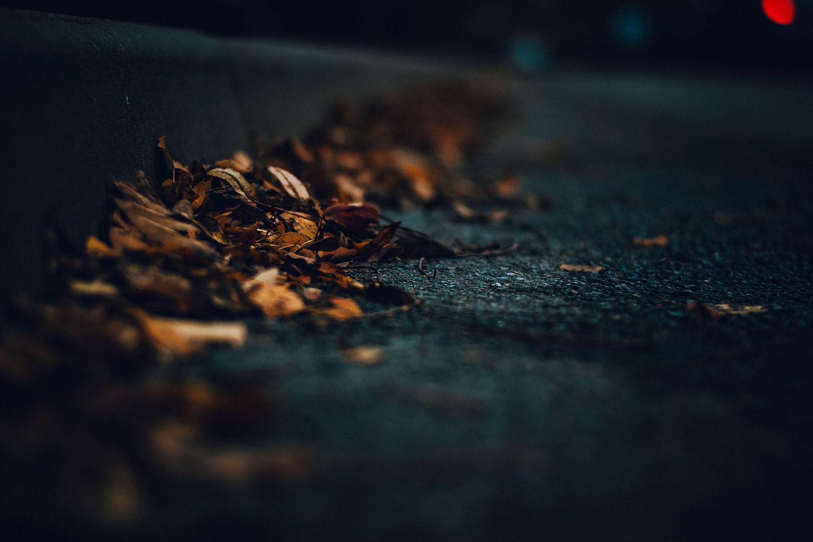 brown leaves shallow focus photography of macro 2k 4k 5k
