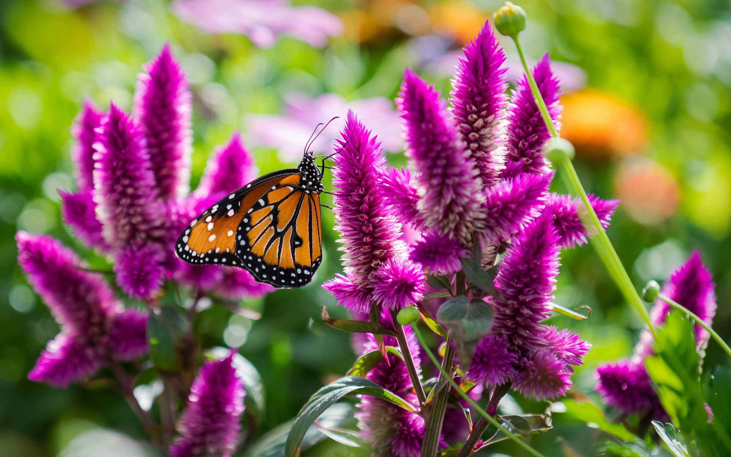 Butterfly with pink flowers insect macro 2k