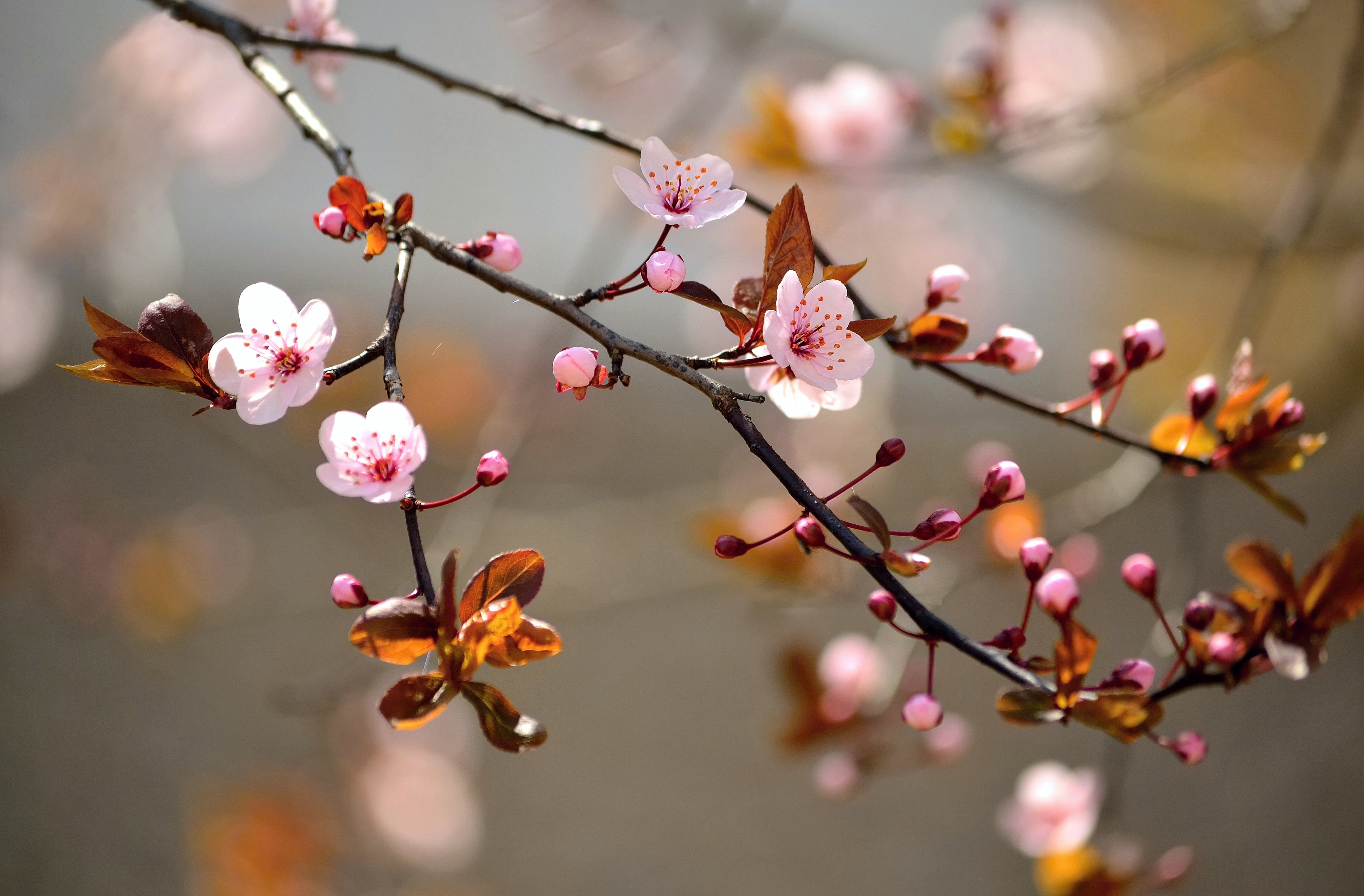 cherry blossom tree leaves macro flowers branches nature 47 2k 4k 5k 8k