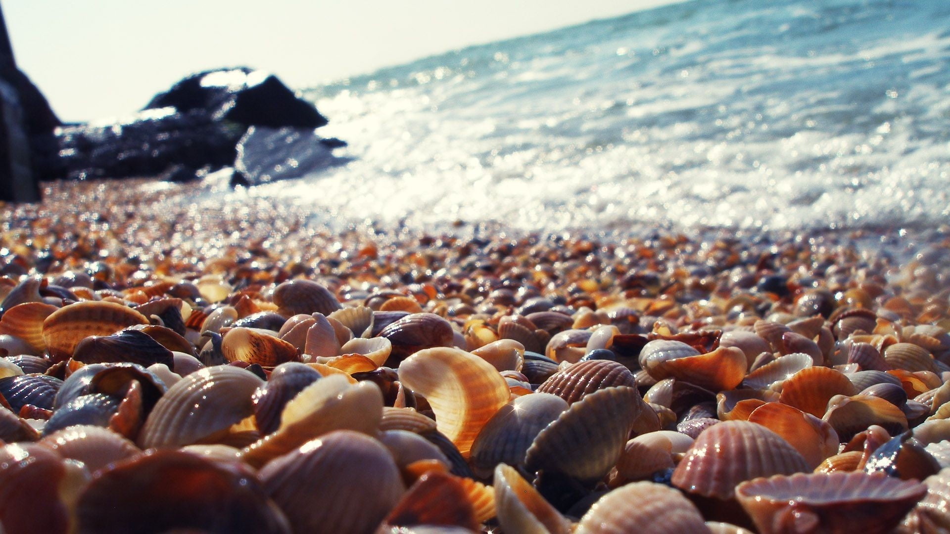 clam shell lot seashell rocks blurred macro beach land 2k