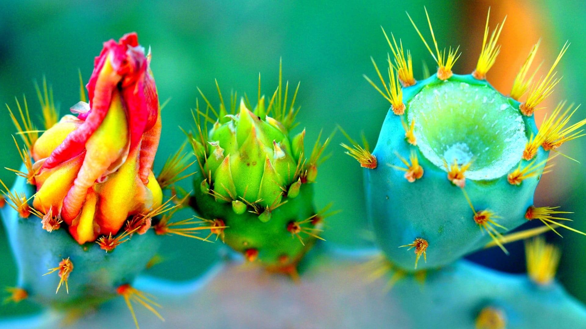 closeup photo of cactus plant nature flowers thorns colorful 2k