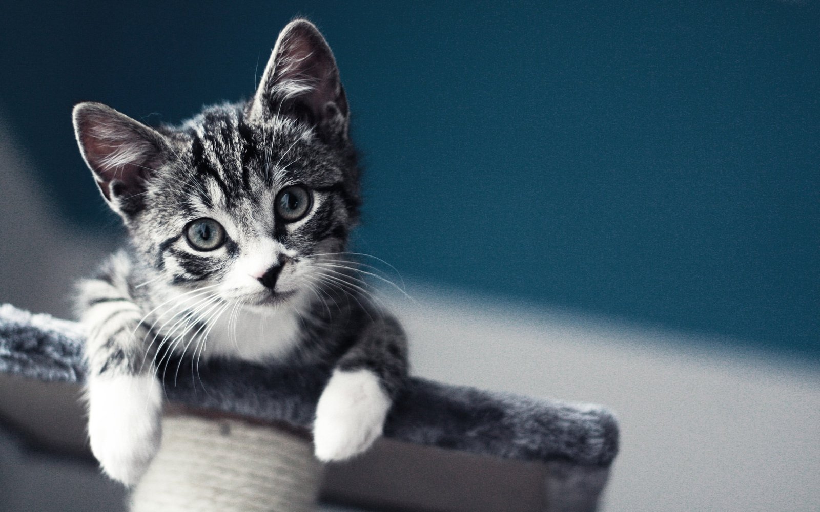 close up photography of gray tabby kitten cat baby blurred 2k