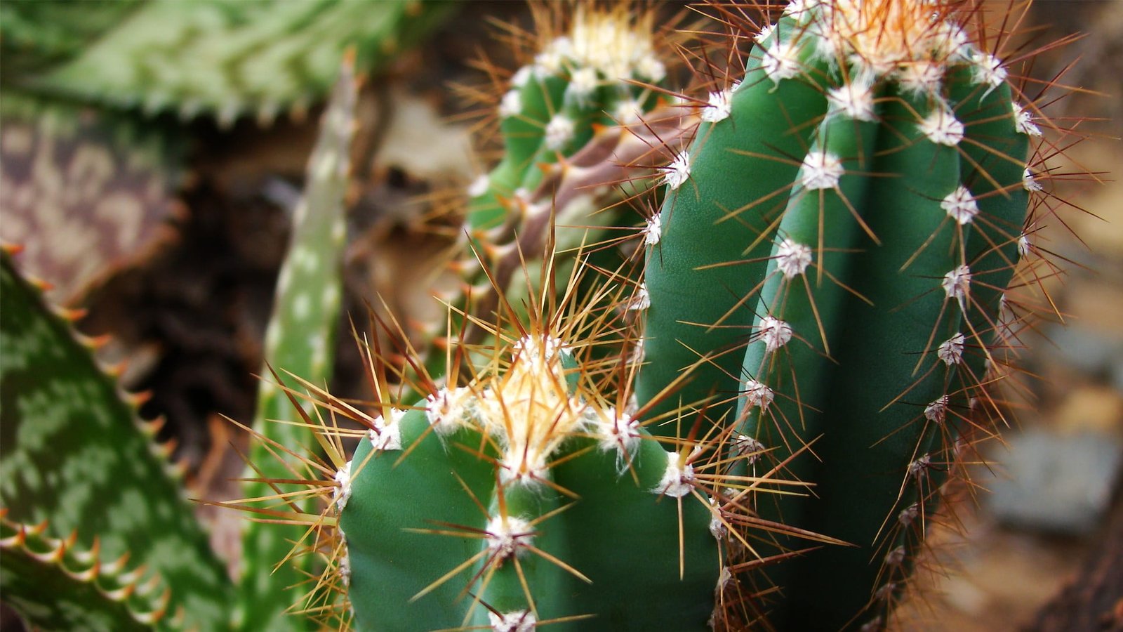 close up photography of green cactus plant nature macro plants 2k