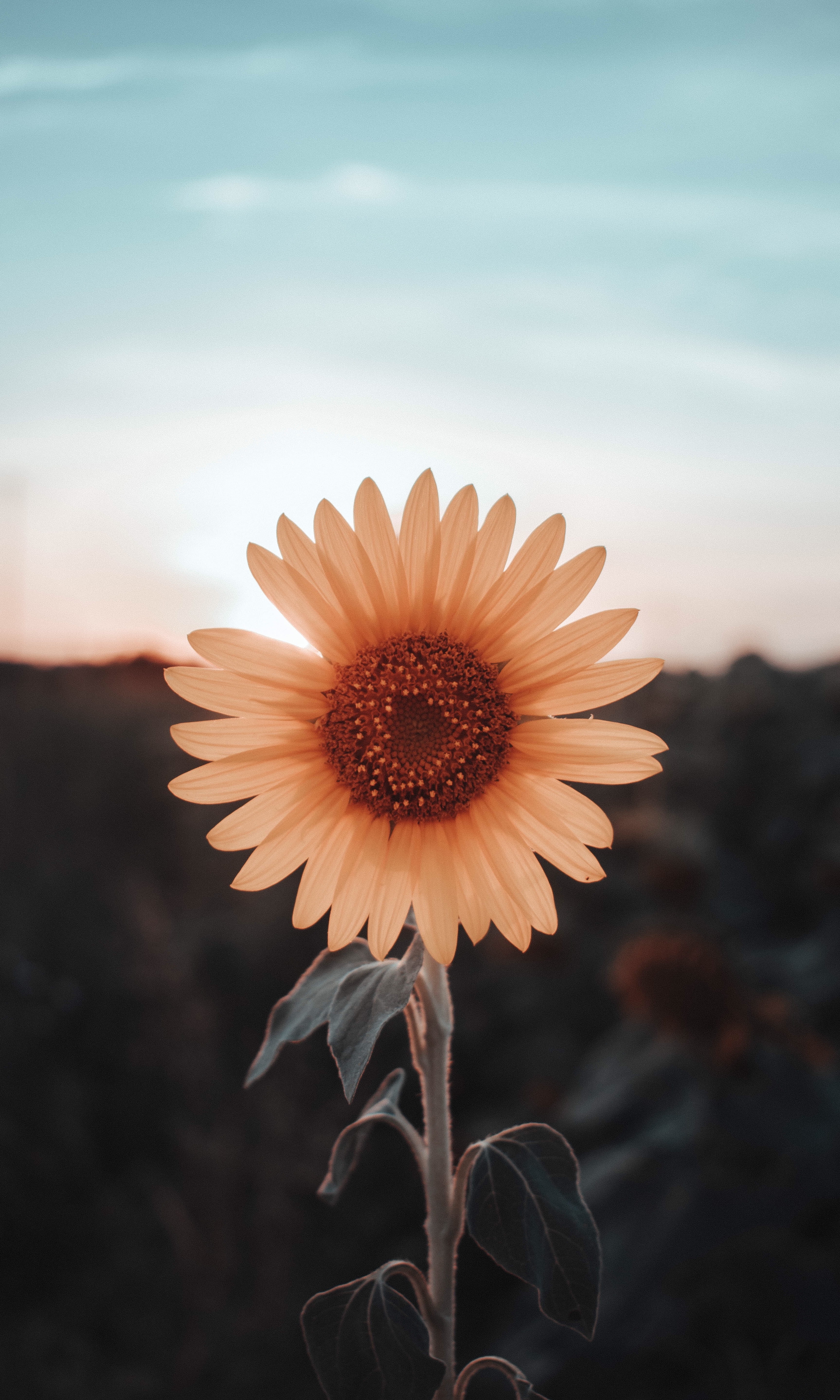 close up photography of white clustered petal flowers sunflower 2k