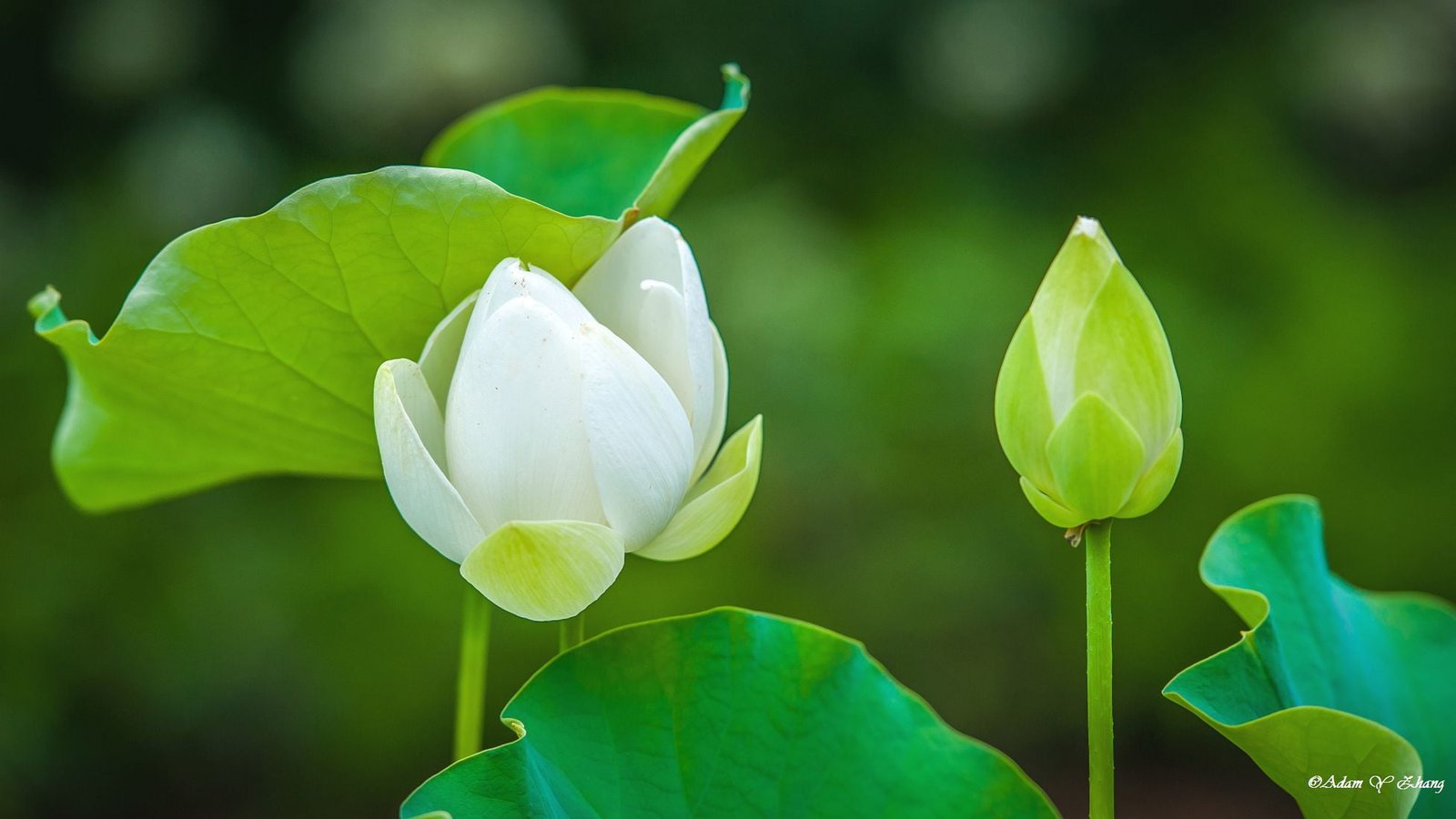 closeup photography of white Lotus flower Natural Elegance 2k