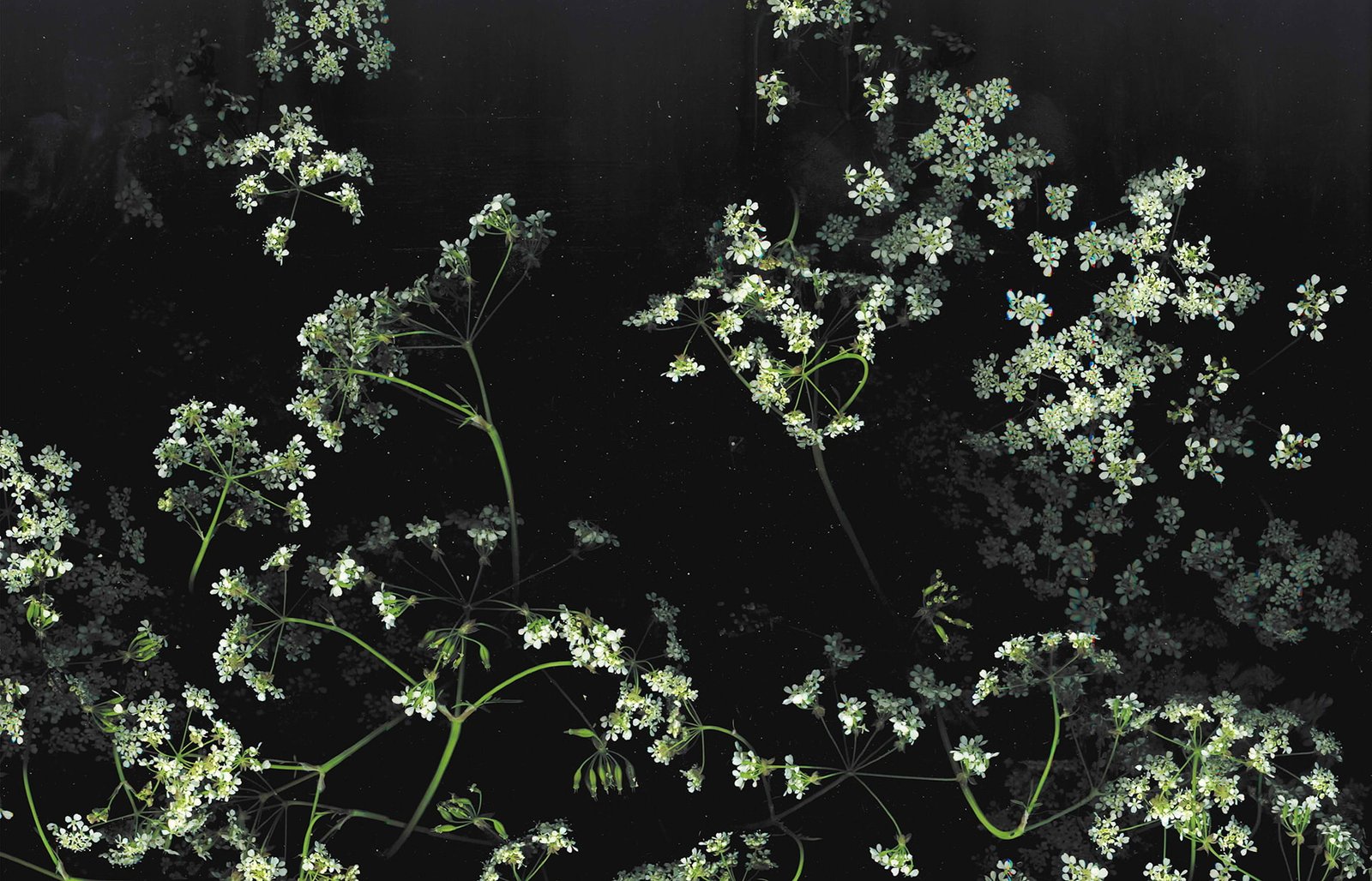 dark floral flowers macro 2k