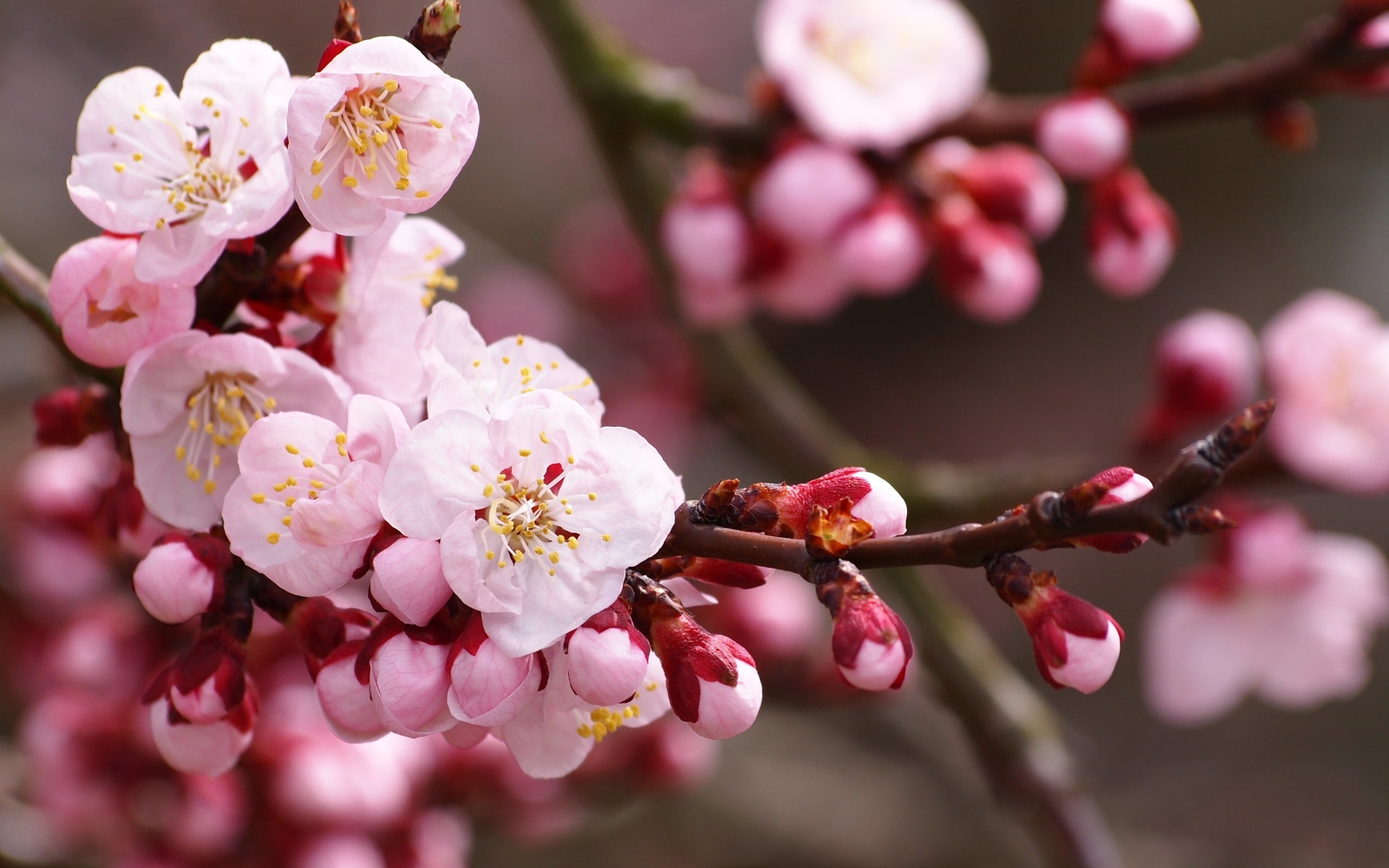 Flower Blossom Cherry Macro HD nature 2k