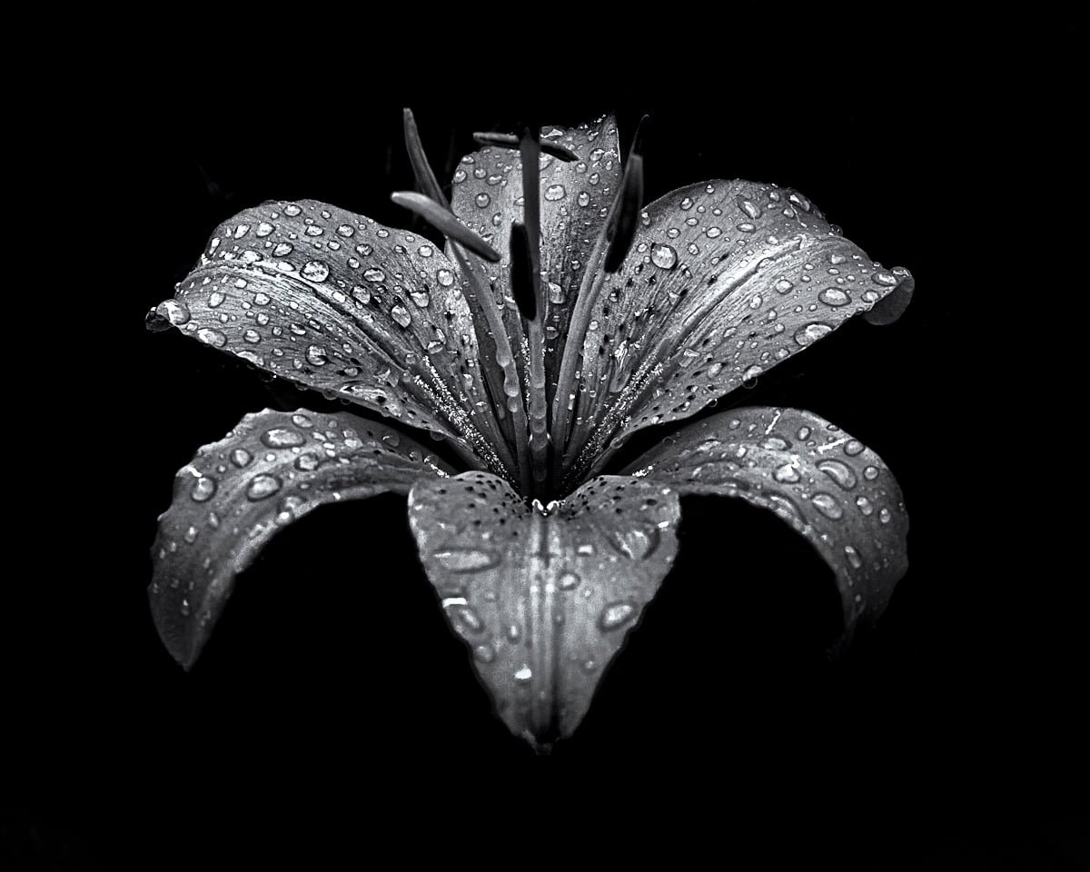 flower tilt shift lens photo Backyard Black And White After The Storm