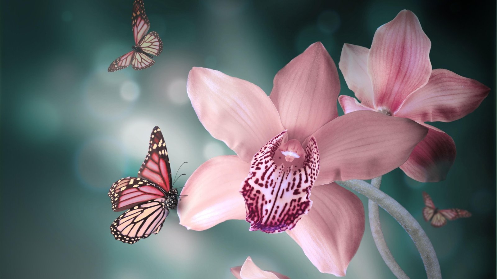 flower pink insect flora butterfly blossom macro photography 2k 4k