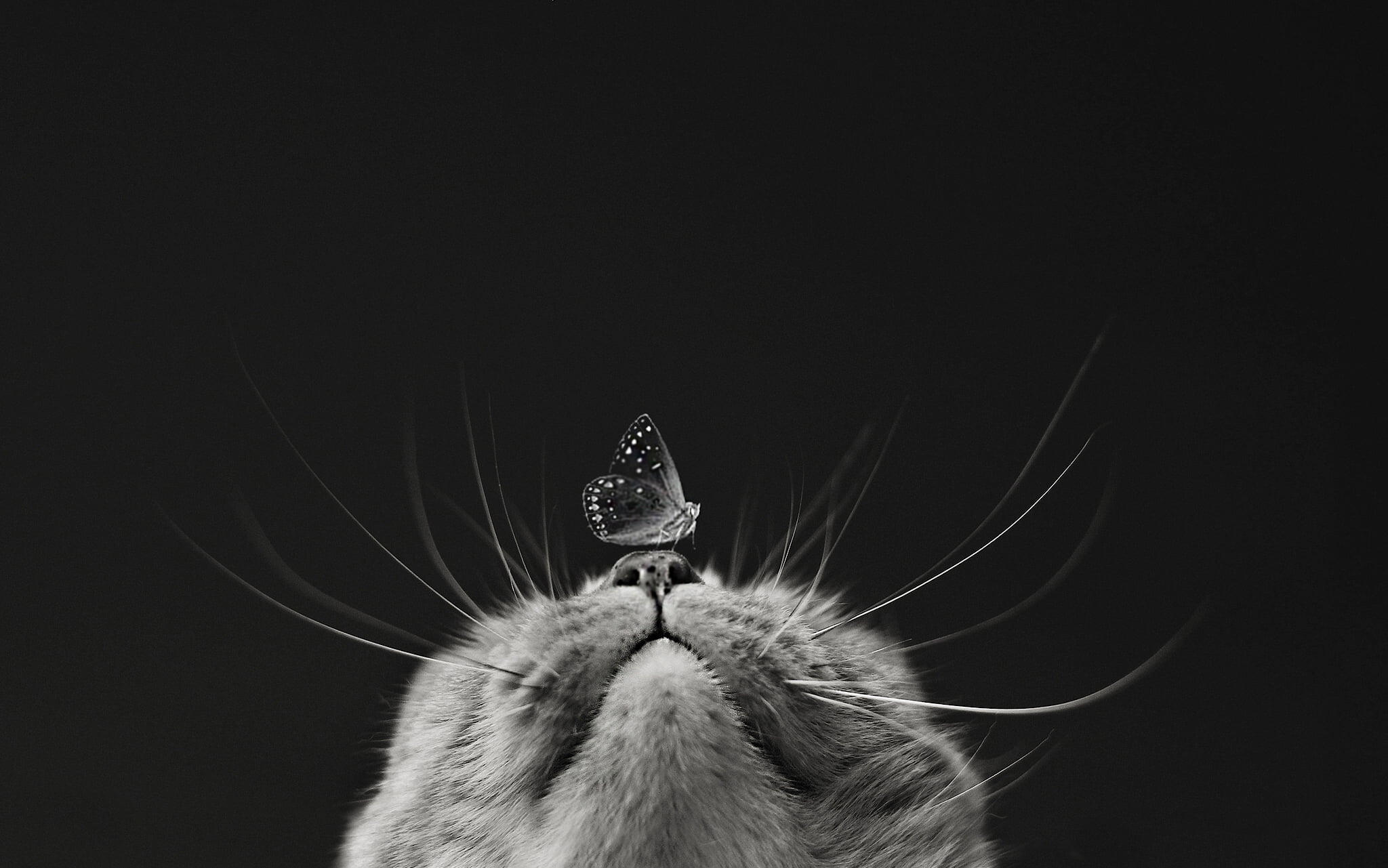 grayscale photography of butterfly on cat s nose macro muzzle 2k