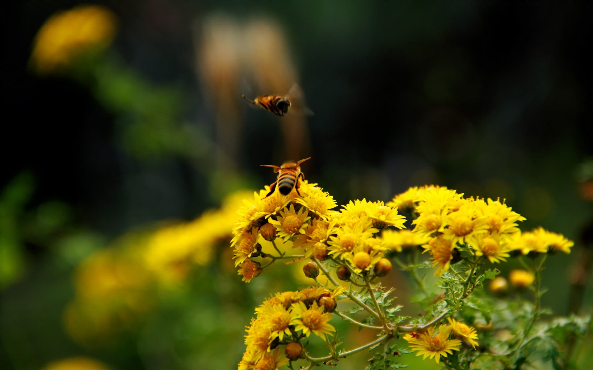 green and yellow petaled flower bees flowers macro flowering plant 2k