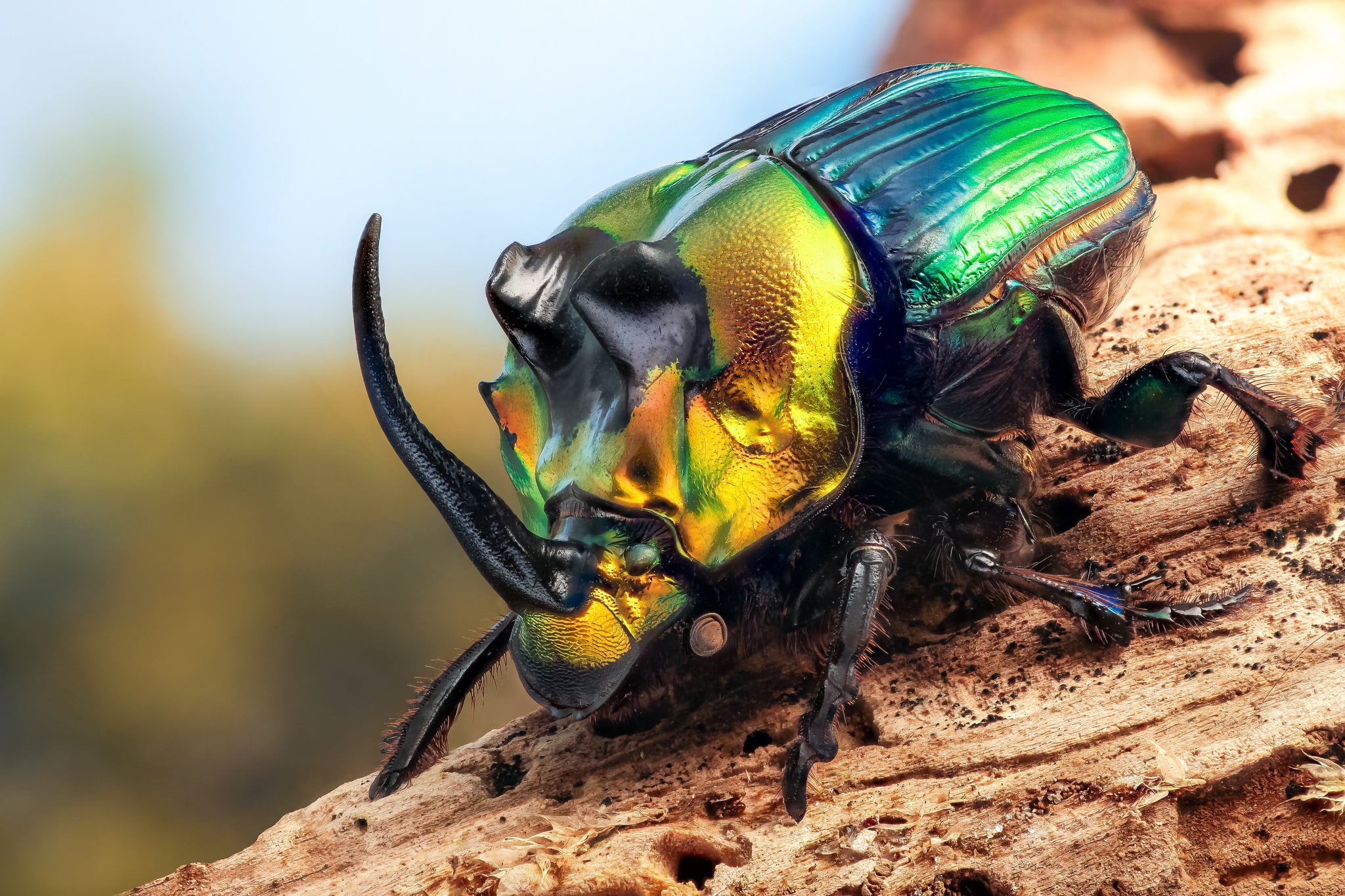 green and yellow rhino beetle macro insect Rhinoceros 2k