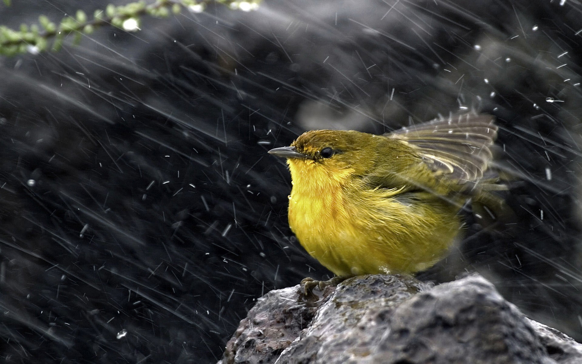 green bird selective focus photography of yellow and perched on rock 2k